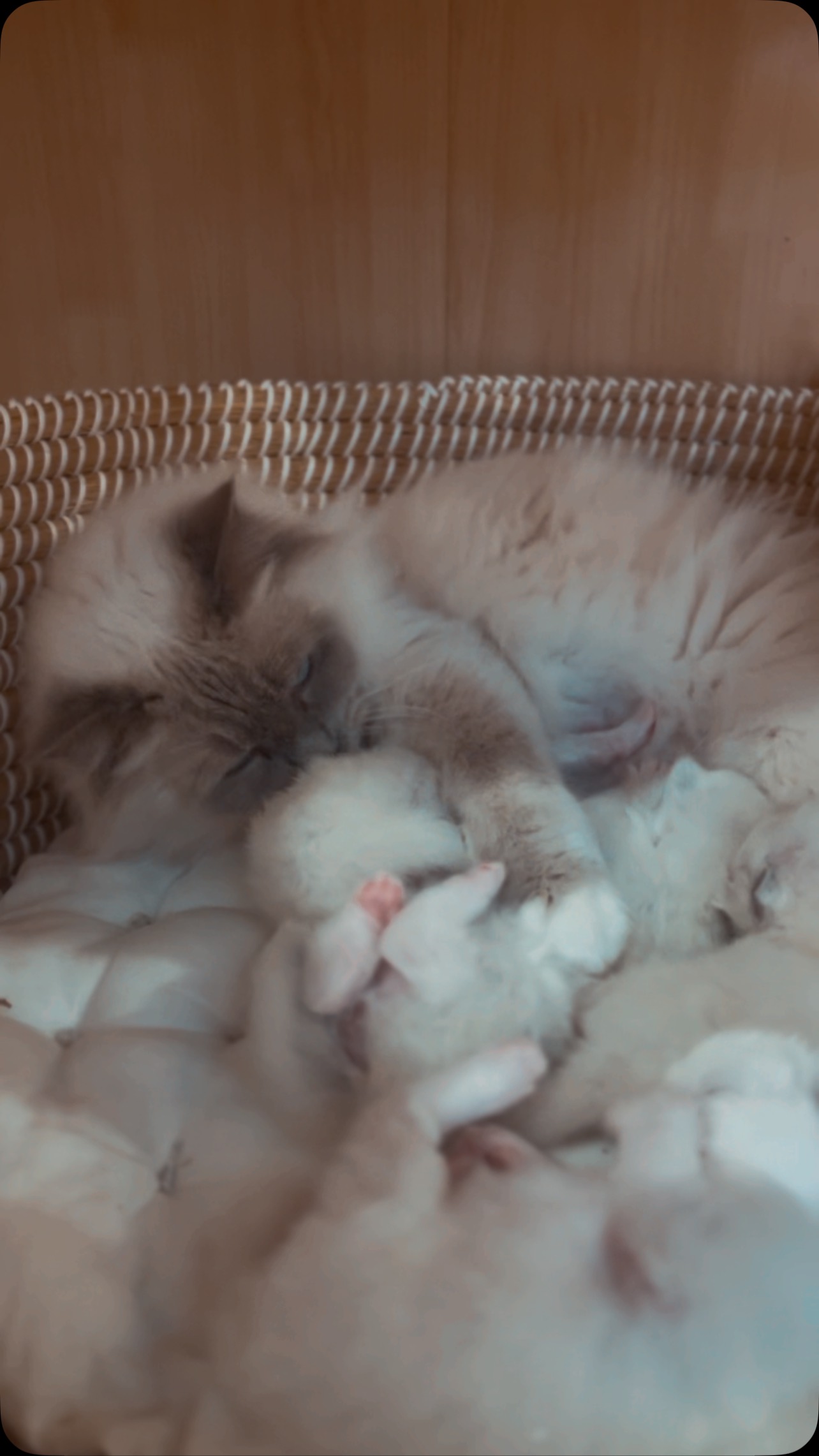 Nami and her babies ✨🩷
Join our waitlist to reserve a Purrsace baby! DM us for details. Microchip #s TBA.
Purrsace Ragdolls
GCCFV registered breeder
Source# RB10973
#ragdollsofinstagram #ragdollbreeder #catsofmelbourne #catsofinstagram #catsofaustralia #ragdollsofaustralia #ragdollsofmelbourne #ragdollcat #catloversworld #kittenstagram #catofday #catsdoingthings #dogsandcats #catphotography