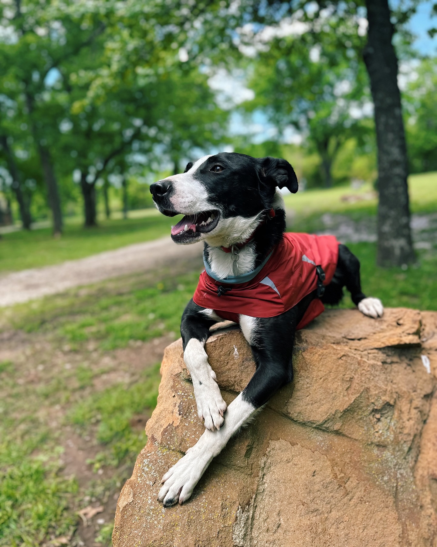 Hank is stealing the spotlight in his new #reebokpet jacket. 😎 Give this boy a modeling career! Thank you reebokpet!
#hank #fosterdog #dog #dogsofinstagram #style #reebokpet