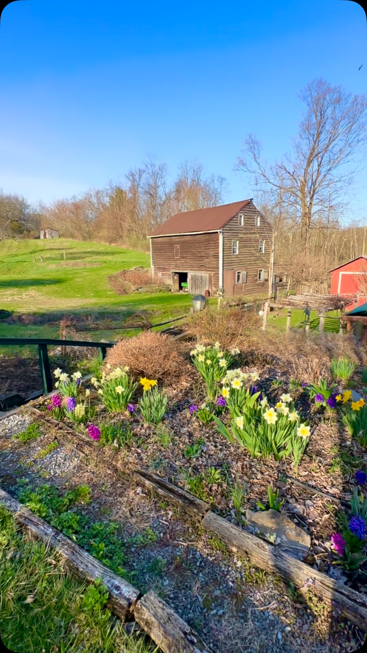 💫🍃🌺🥚🌺🍃💫 Springtime @rhinevalleyfarm 🌸🌺🌸🌺🌸🌸🌺🌸