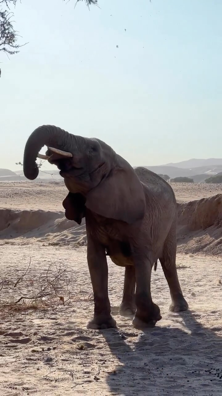 THE DESERT QUEEN 🐘
In the arid landscape of northwest Namibia lives one of only two populations of desert-adapted elephants in the world. These big desert-dwellers can survive without drinking water for several days by eating moisture-laden vegetation that grows in riverbeds. They tend to migrate from one waterhole to another following traditional routes which depend on the seasonal availability of food and water. Desert-adapted elephants also appear to have smaller bodies, longer legs and bigger feet than those in more temperate landscapes for better adaptation and survival purposes, for example this elephant cow reaching this high tree to feed on.
Desert-adapted elephants are found in just two places in the whole of Africa, Namibia and Mali, and Namibia’s are under constant threat. They sadly face pressure from poaching and changes in land use by humans.
#namibia #elephant #damaraland #desertelephants #travel #travelnamibia #wildlife #travelphotography #visitnamibia #africa #safari #wildlifephotography #animals #photography #planetearth
