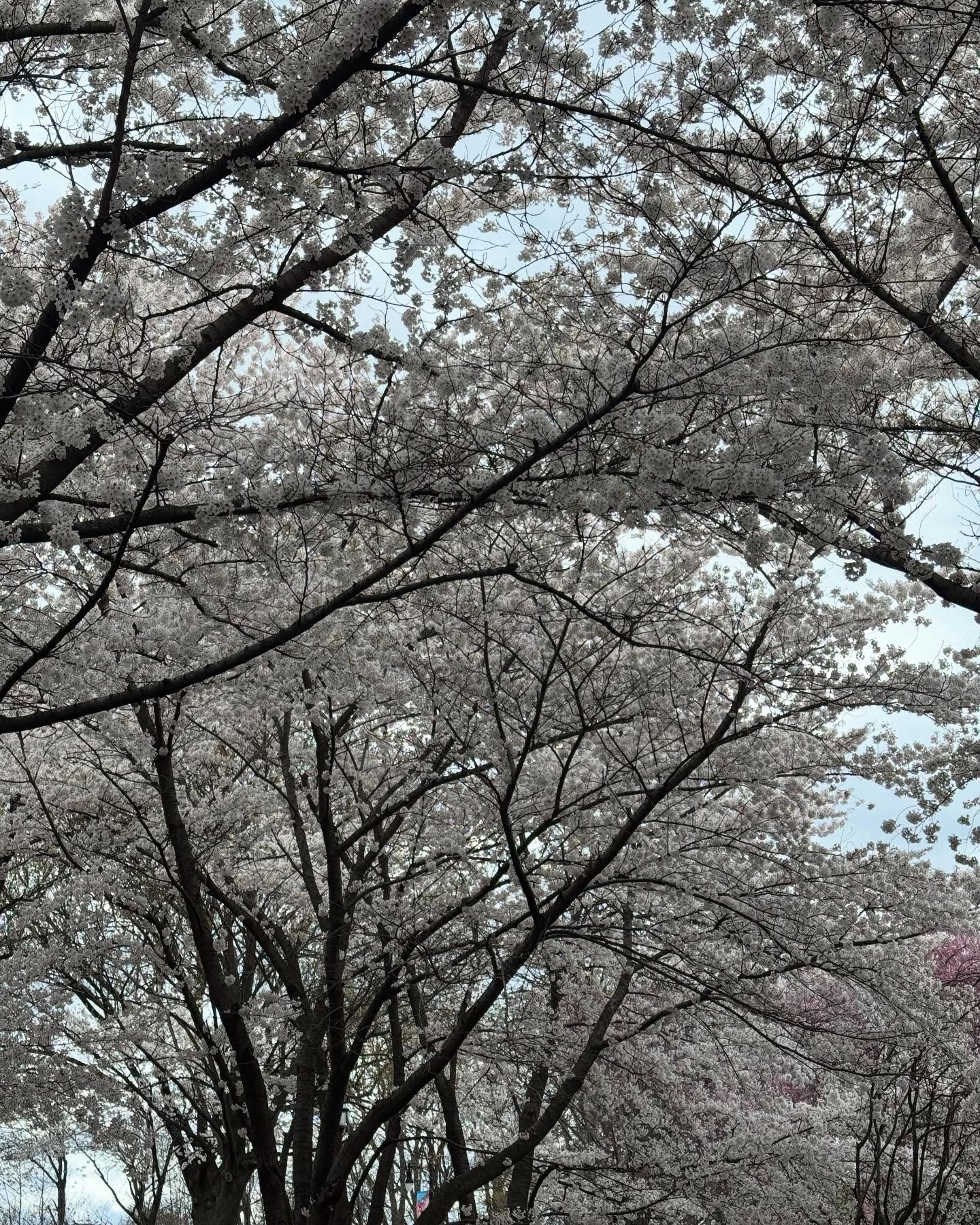 Cherry Blossom Festival @branchbrookpark 🌸🌸🌸