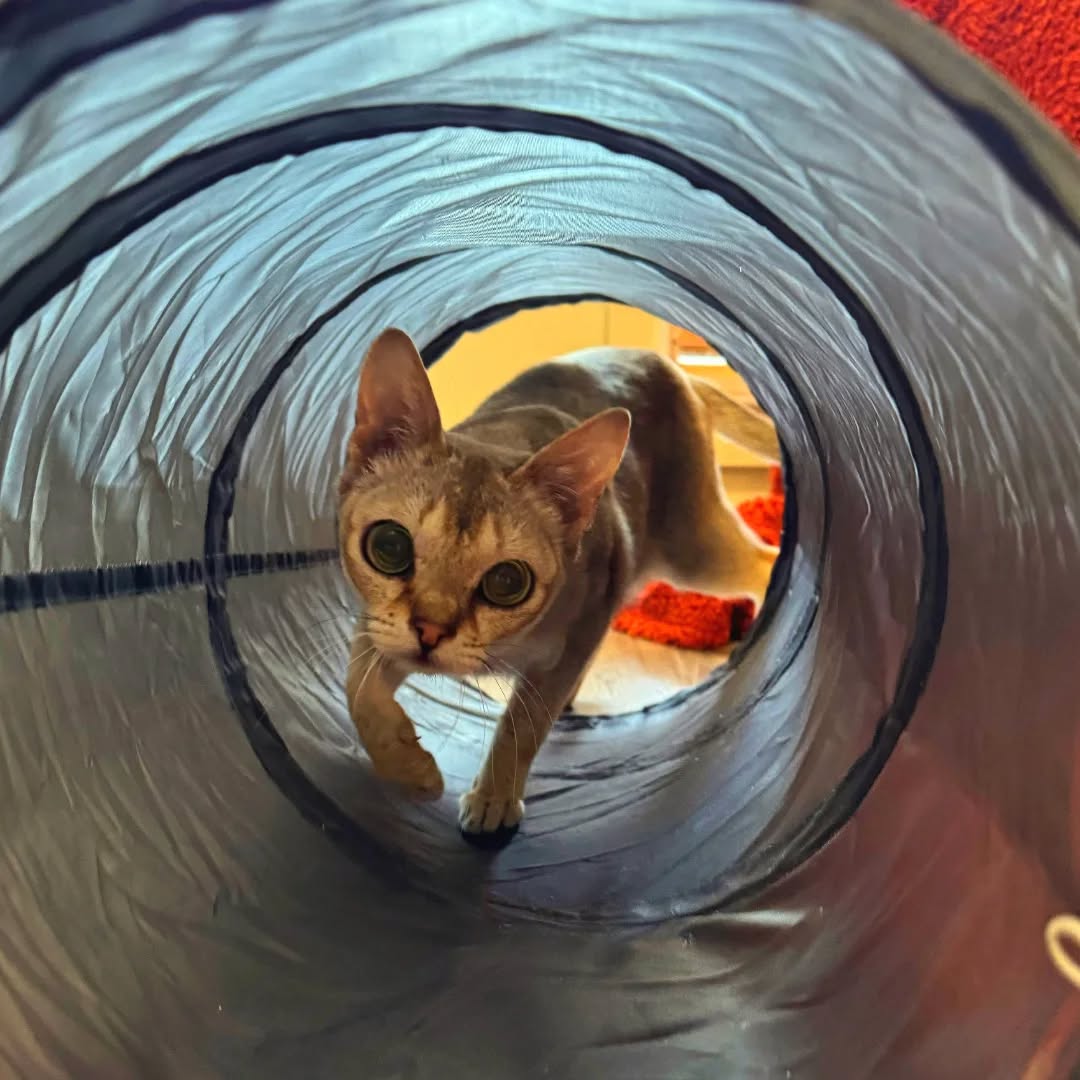 Hide and seek 🫣😺
We provide lots of fun toys so our kitty guests can have a blast when they come to stay!
#catsplaying #catboarding #cattunnel #cathotel #catterycat #readytopounce