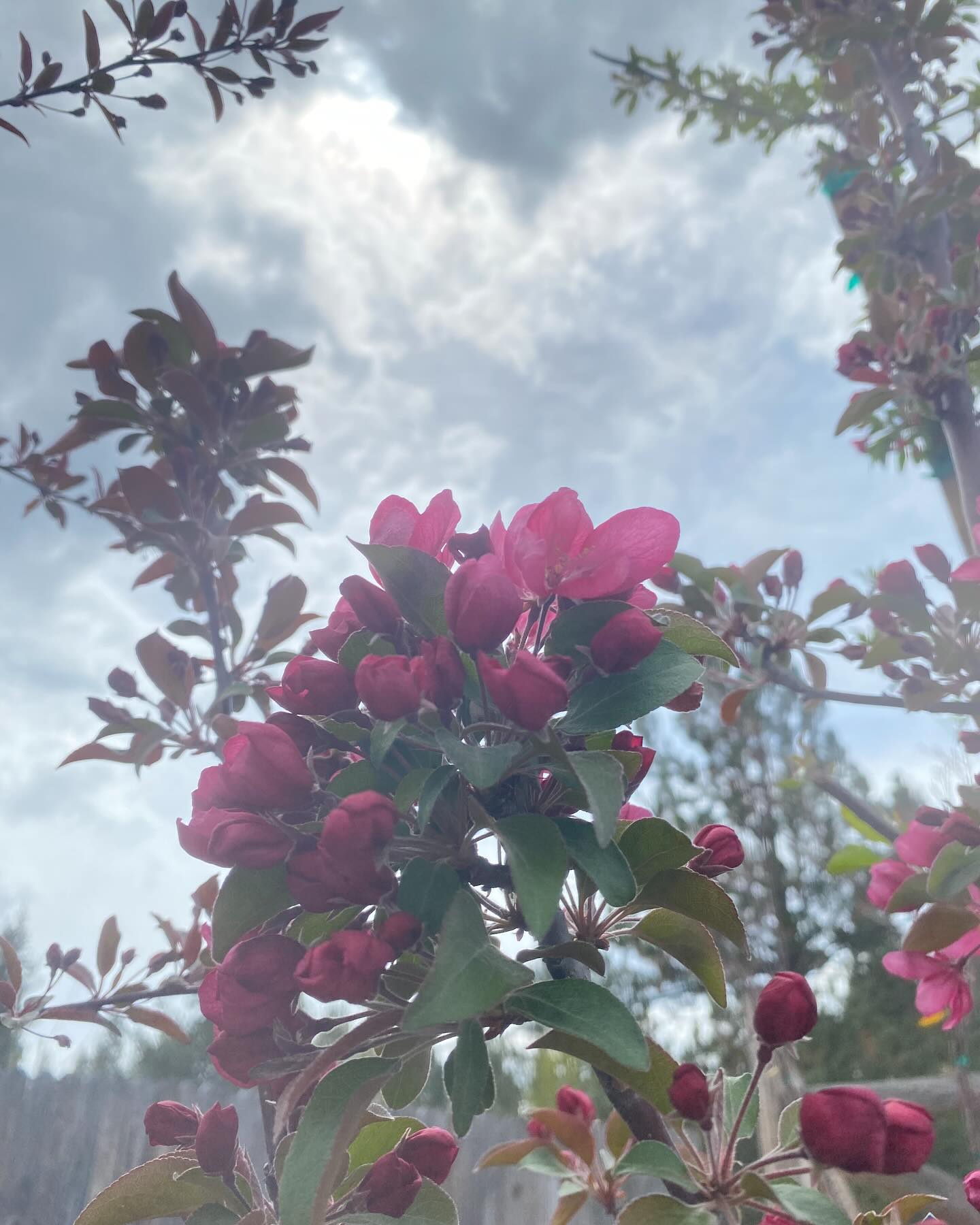 So many spring blooms!!