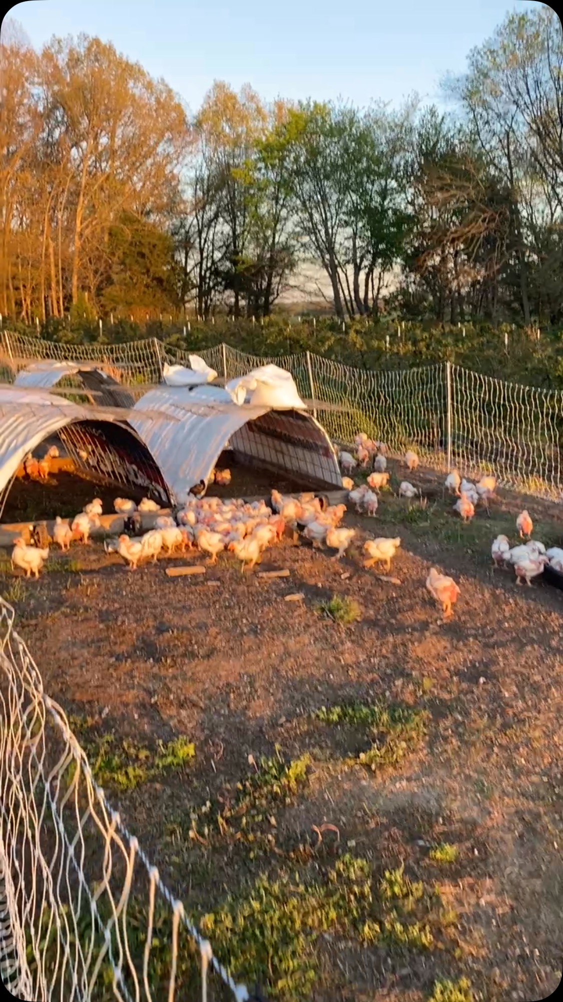 We took the kids to see Minecraft last weekend. Can’t wait for these birds to get cooked into some Lava Chicken!🍗 🔥
Avails in the farm store on our website until the end of time.