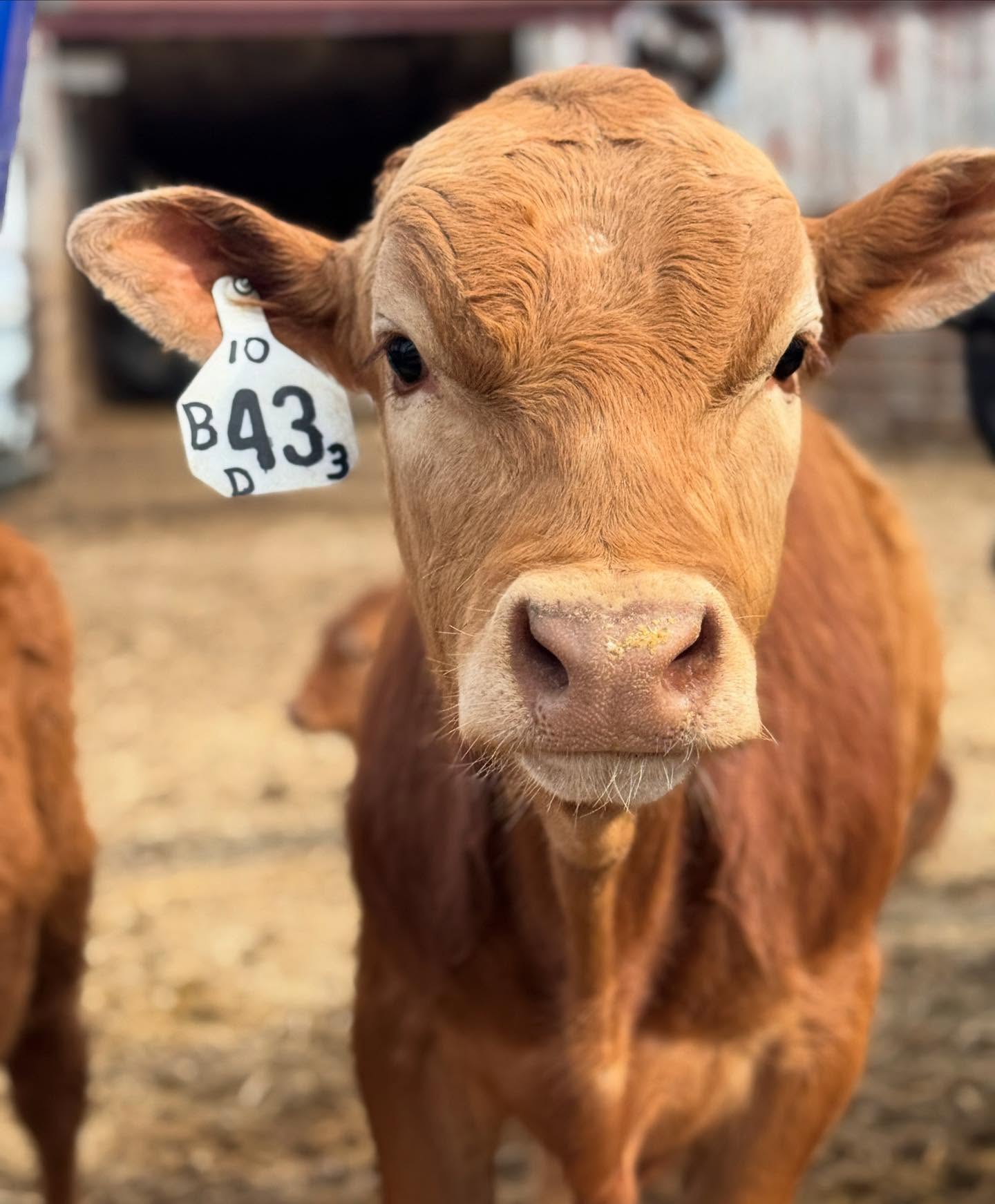 I’m ready for my close up. #f3 #wagyu #mnfarmer #akaushi #akaushicattle