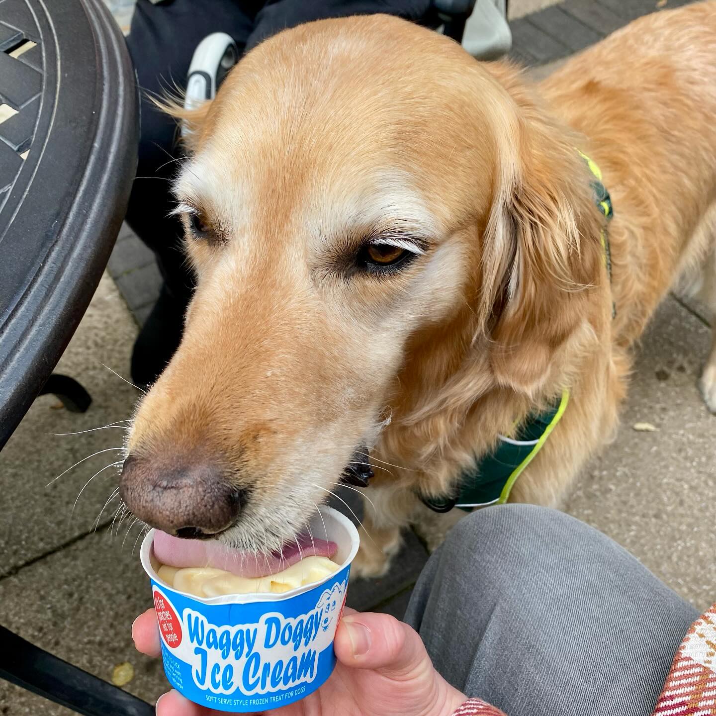 Enjoying a hot day with some @waggydoggydoodahs dog ice cream. #delicious #goldenretriever #dogdays