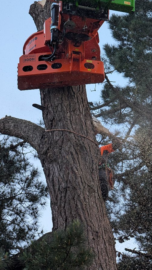 Evening emergency to remove this split roadside Pine looming over a school 🏫🌳 @rotoarb_and_lifting on hand with his big green lifting and cutting machine, @treemonkey13 throwing the 661 around, @bethandewey making it all happen and @maxpearce91 on the drone 📸
@climbersway
#emergencytreework #emergency #treesurgery #treeremoval #treecontracting #treework #arb #arborist #andovertreesurgeon #winchestertreesurgeon #hampshiretreesurgeon #salisburytreesurgeon #wiltshiretreesurgeon #merloroto #westech