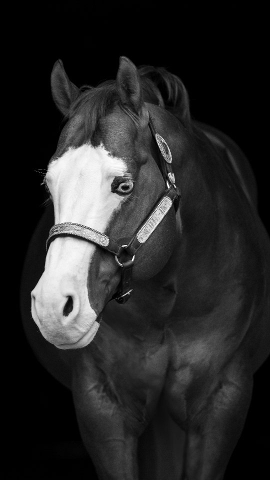 We think its clear to see that Kid is the king of posing for pictures 🔥🔥🔥
@santahillranchbreedingbarn
Pictures by: @l2hphotography
#Stallion #nrha #nrhareining #nrhastallion #horse #equine #equinephotography #equinephotographer #reininglife #horseriding #santahillranch #aqha #apha #barn #stallions