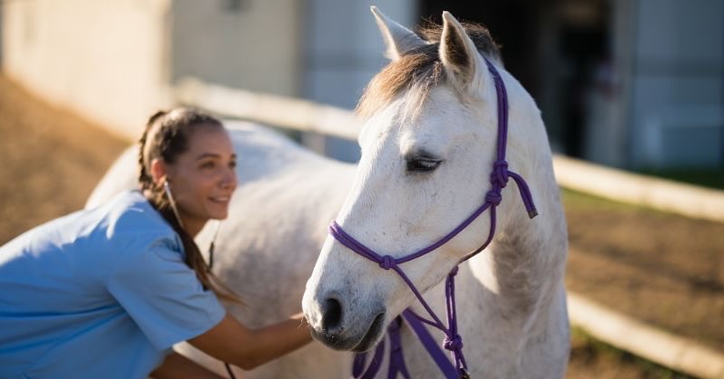 Over the years, veterinary medicine has made remarkable strides in diagnostics, treatment, and pharmaceutical advancements. Supporting progress in animal health.