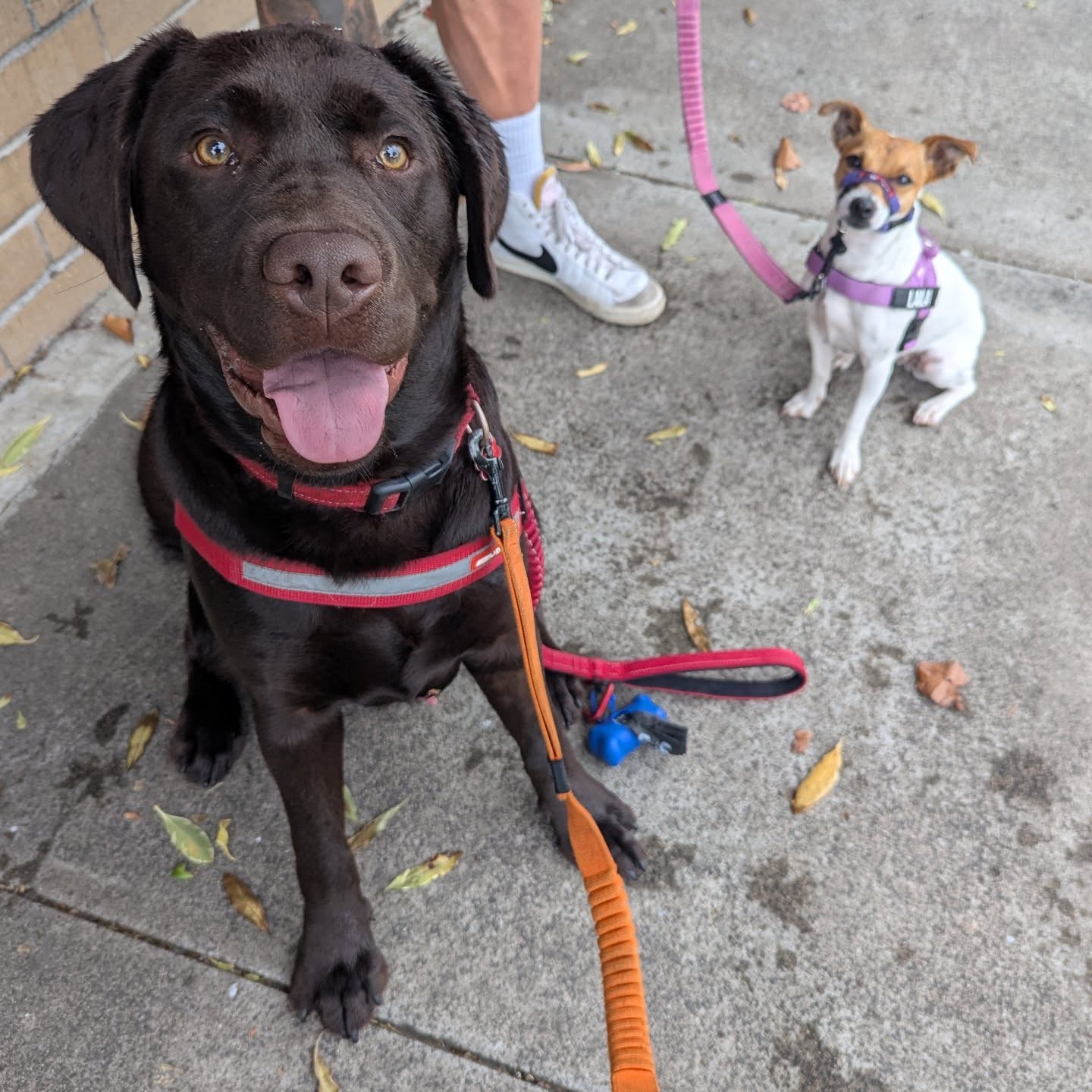 Rubble on the double!
We walked with Rubble the Labrador this week. He was a ton of fun ๐
What did you name your pet after?