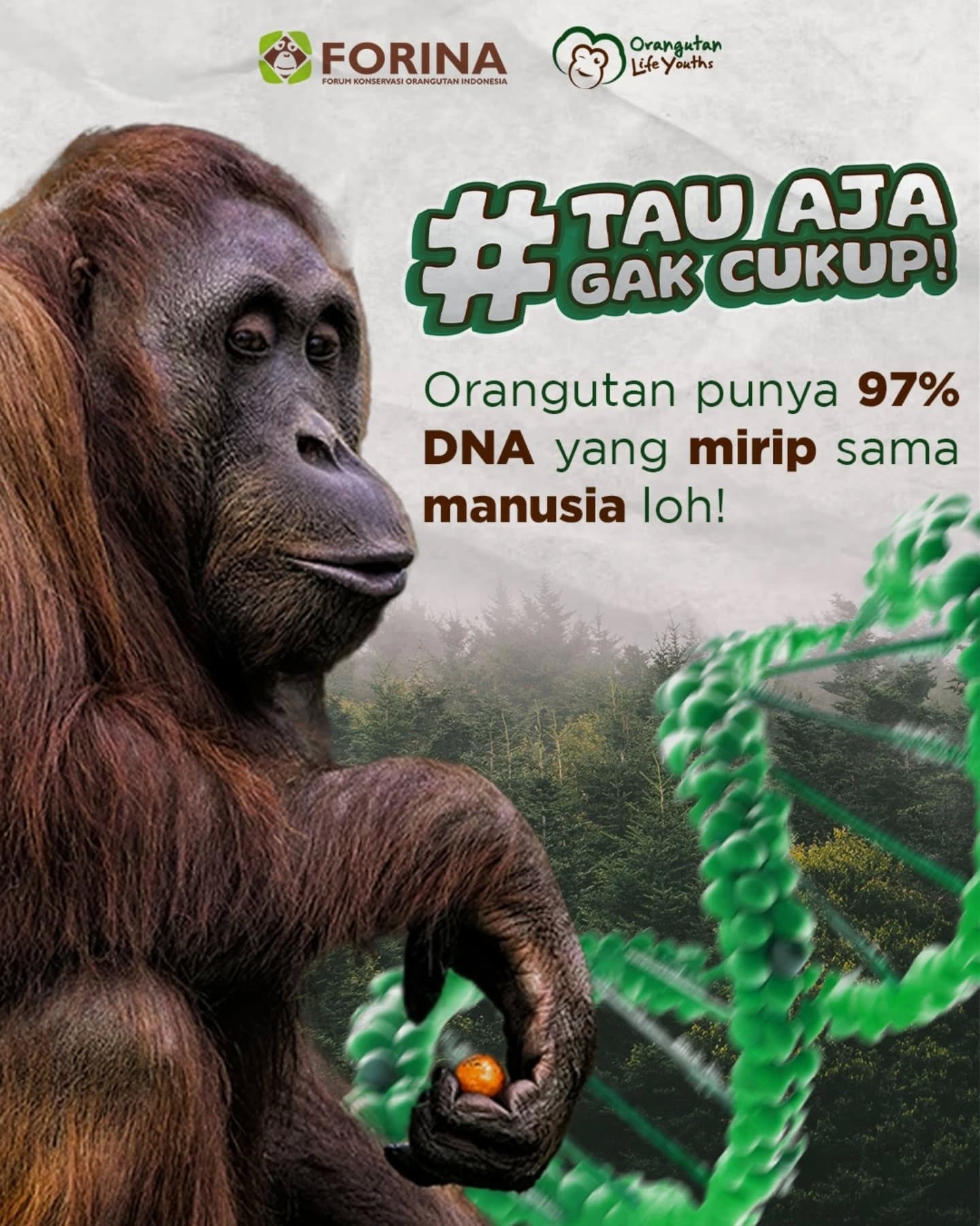 Tau nggak sih? π§ π¦§
Orangutan punya 97% DNA yang mirip sama manusia lohh!
Makanya mereka bisa berpikir, ngerasain emosi, bahkan kreatif bikin alat dari alam sekitar. πΏβ¨
Sedekat itu... tapi kadang kita lupa, mereka makin hari makin kehilangan rumahnya.
Kalau mereka udah segitu deketnya sama kita, masa iya kita diam aja liat mereka punah? π
Yuk, mulai peduli, mulai jaga.
Satu langkah kecil dari kita, berarti dunia buat mereka. ππ¦§
#orangbaikjagaorangutan #saveorangutan #jagahutan #orangutanlifeyouth #olymovement #youthforwildlife #genzforearth #orangutan #taugaksih #funfacts #tauajagakcukup