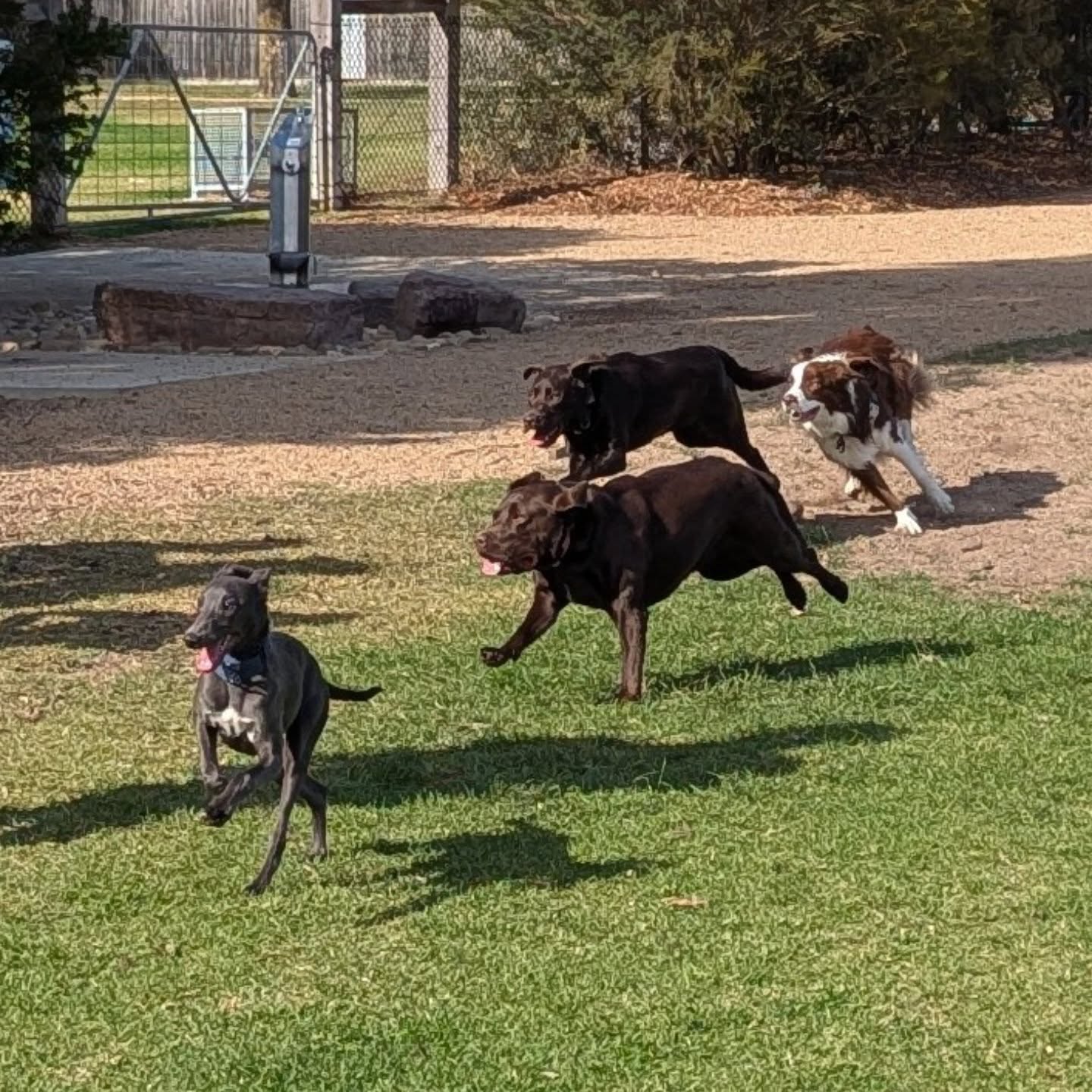 Move over, bunny!
Wilfred's delivering the goods with his adorable Chocolate Dog helpers. Happy Easter! ๐