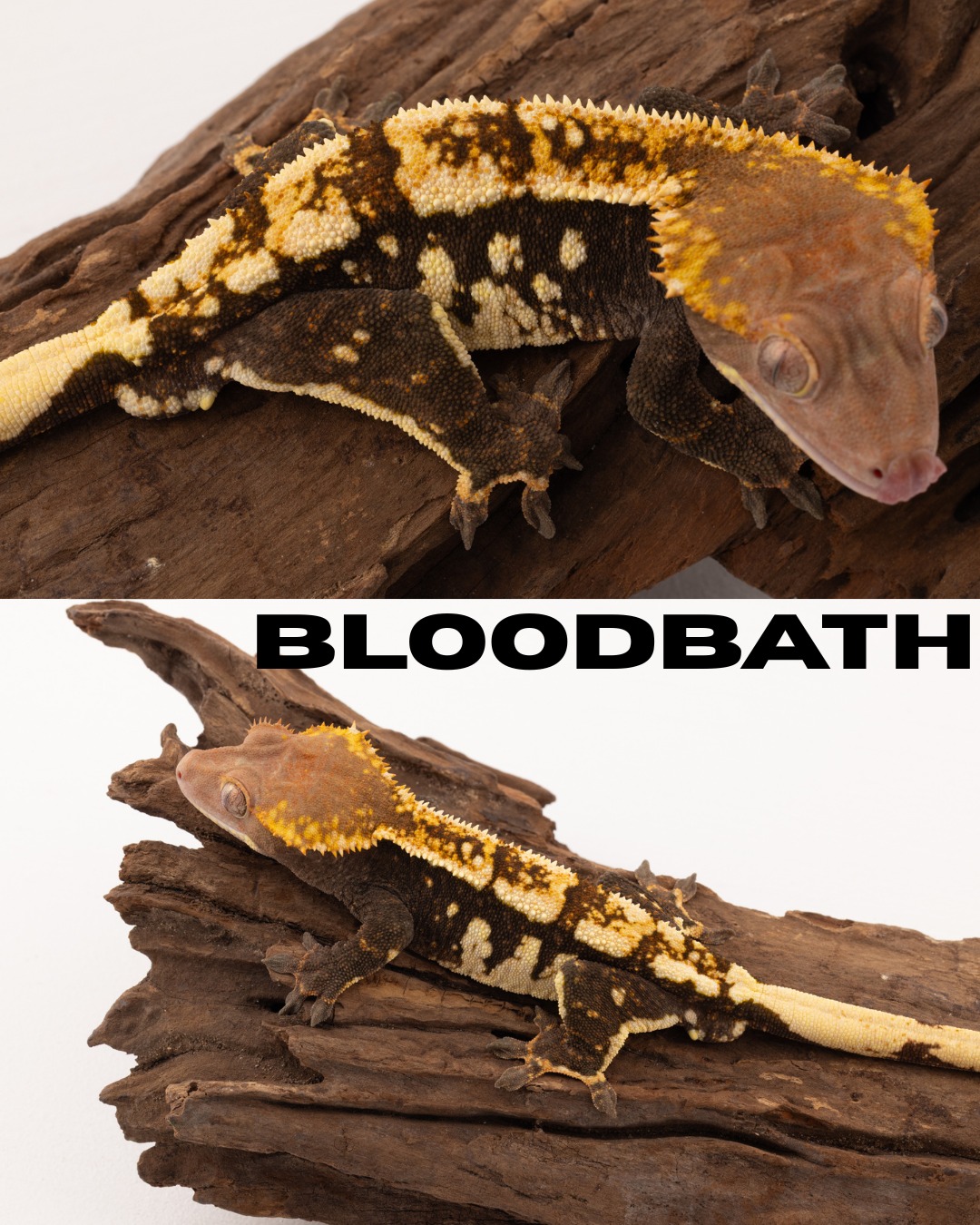 Breeder Spotlight 🔦
Bloodbath 🩸
Visual ChoCho
This guy developed into a complete stud. He kept his red undertones and added tangerine highlights and a layer of chocolate. 👌 Love everything about these ChoCho's.
#chocho #chochocrestedgecko