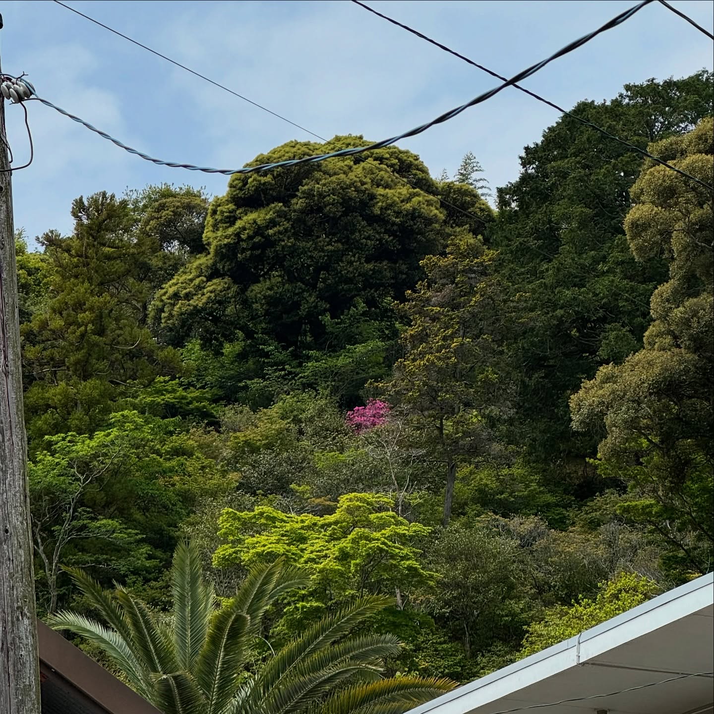 もう全部シーズン終わったかと思ったのに、まだ咲き誇っている子がいた。半月板が壊れてなければ駆けつけたのにな