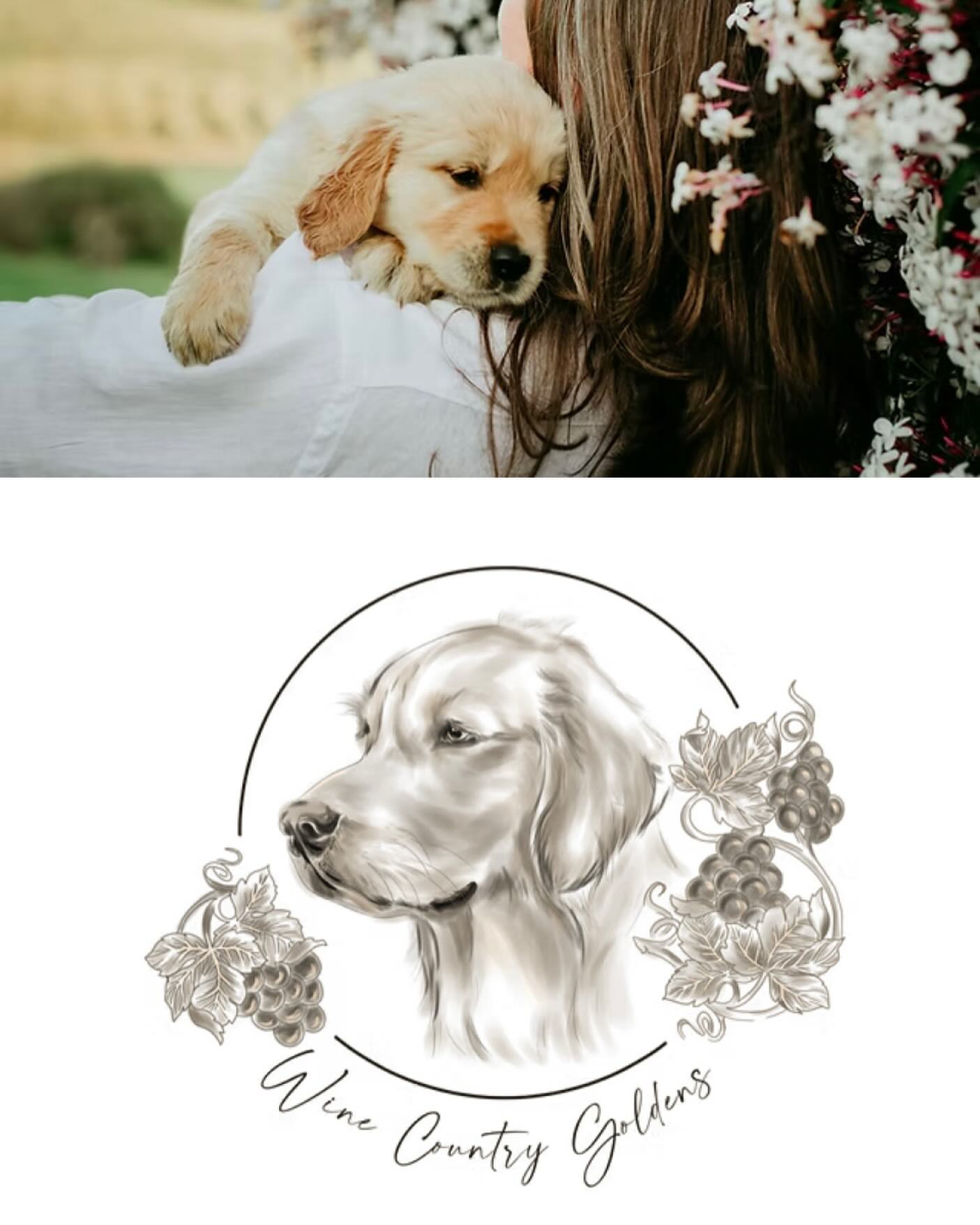 Finished the digitally hand drawn logo for Wine Country Goldens. I really appreciate working with Teresa while I worked on her website. She did everything I suggested, even when it came to getting a photoshoot done with her and her amazing puppies. Photos make a website sing. People are drawn to her warm nature and they need to see it.