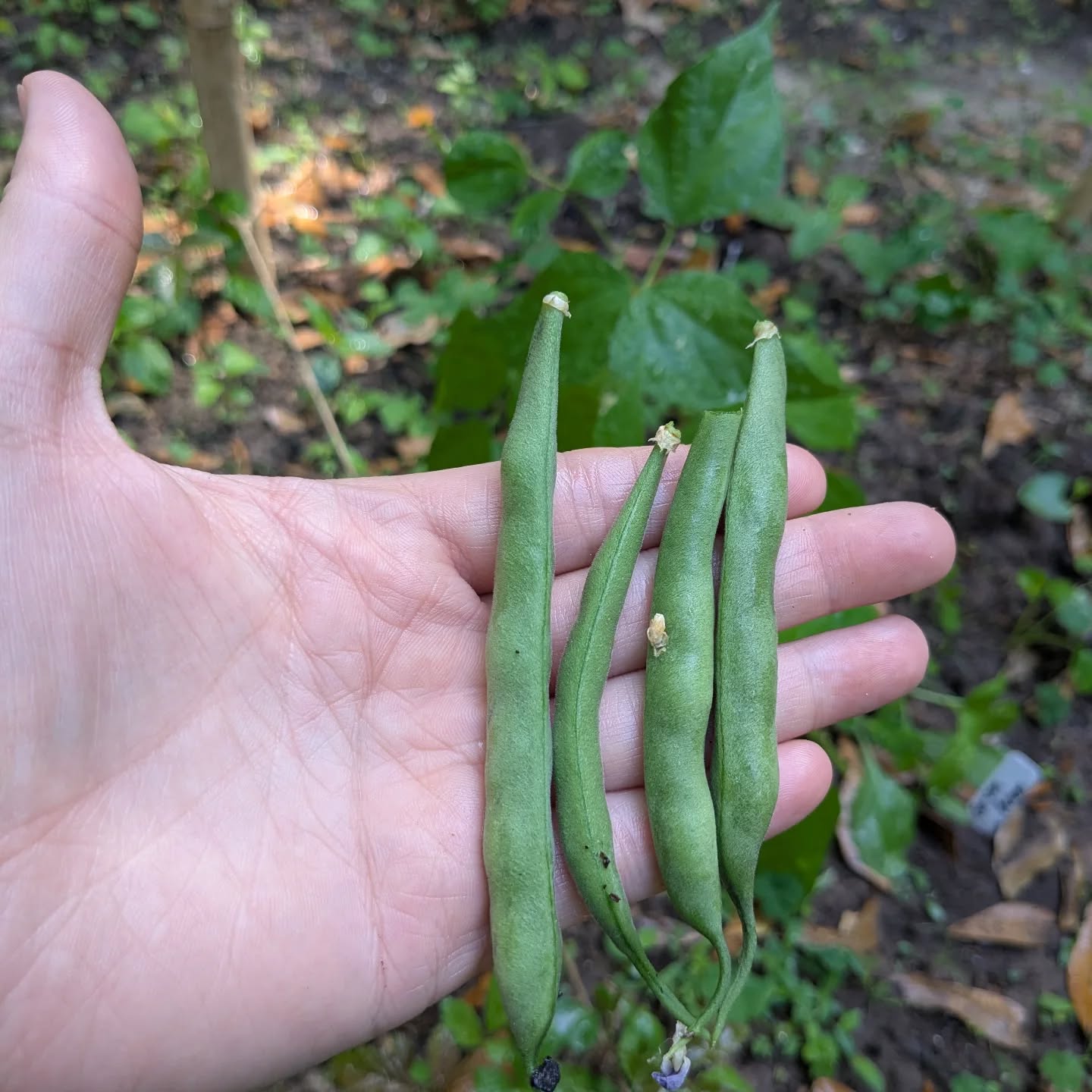 We grew green beans!!! 🌱🫛 I didn't even realize we had them until I was watering and realized what I thought was more stems and leaves was actually these. I might be ridiculously excited about this tiny first harvest from our family garden, but after 13+ years in a townhouse with no yard to grow things, it's super cool to finally be growing our own food! 💖