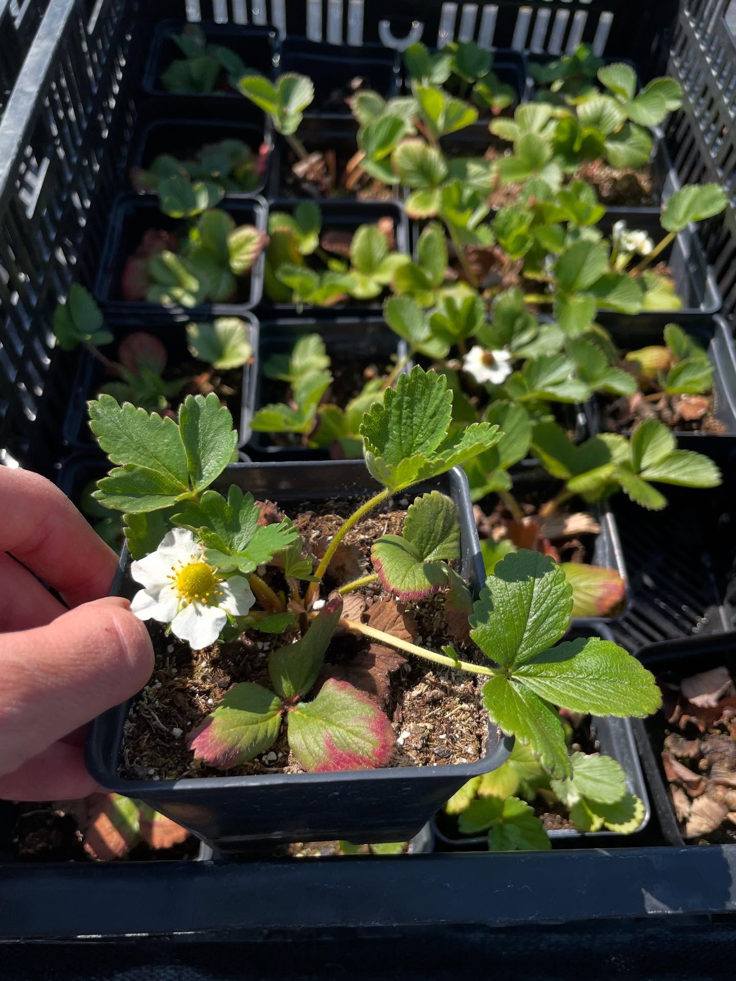 We are selling strawberry starts this year!! Head over to our website to learn more about these everbearing varieties. Ready for your garden 🍓