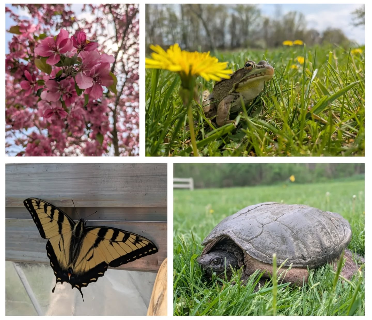 Loving these gorgeous spring days! Barn Shop reopens in just 1 week! (the 7th)