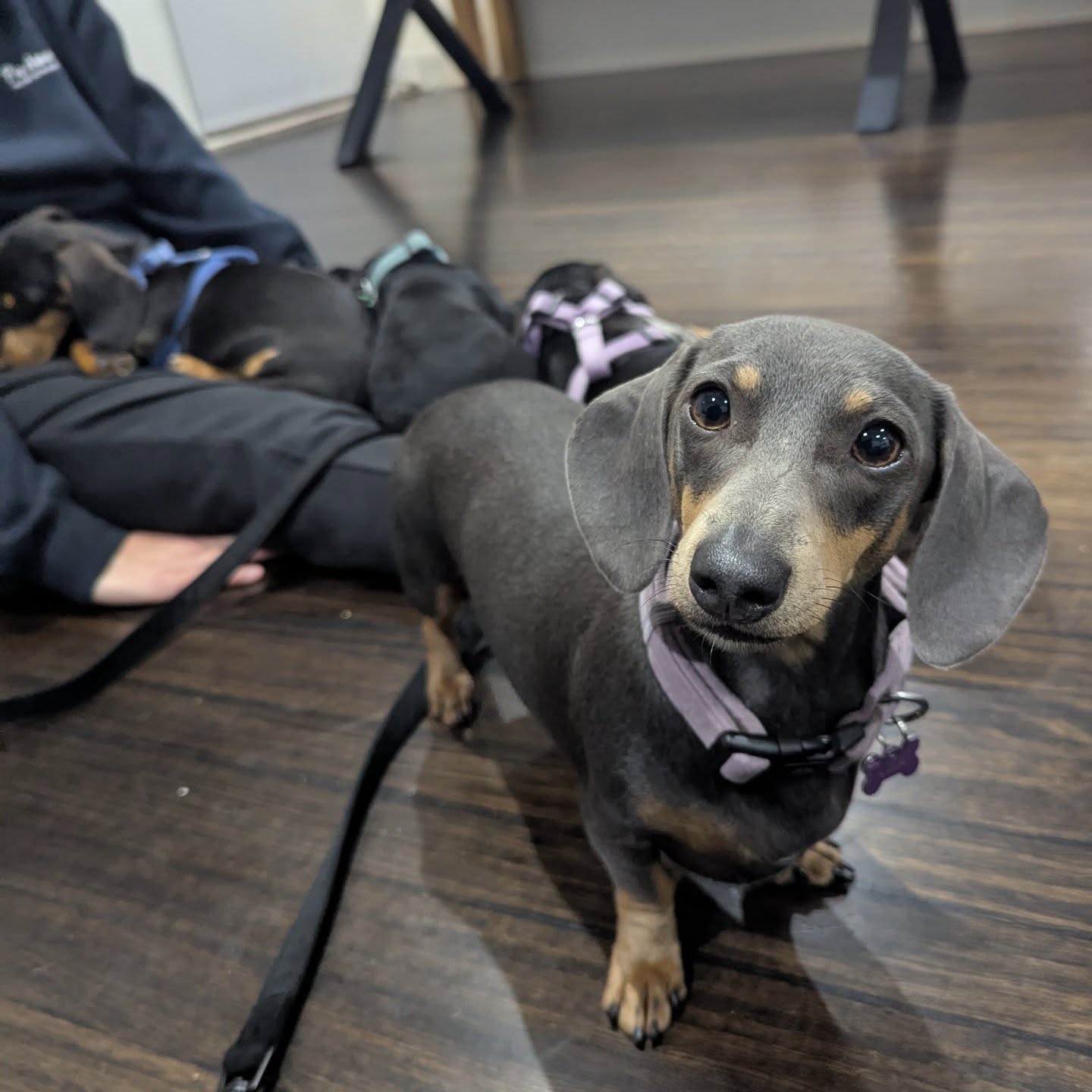 Lola can't wait for our lessons, she's all about those treats ๐