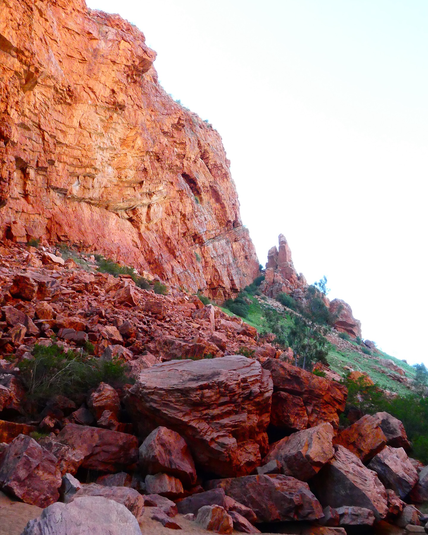 Witchety grubs and wallaby butts