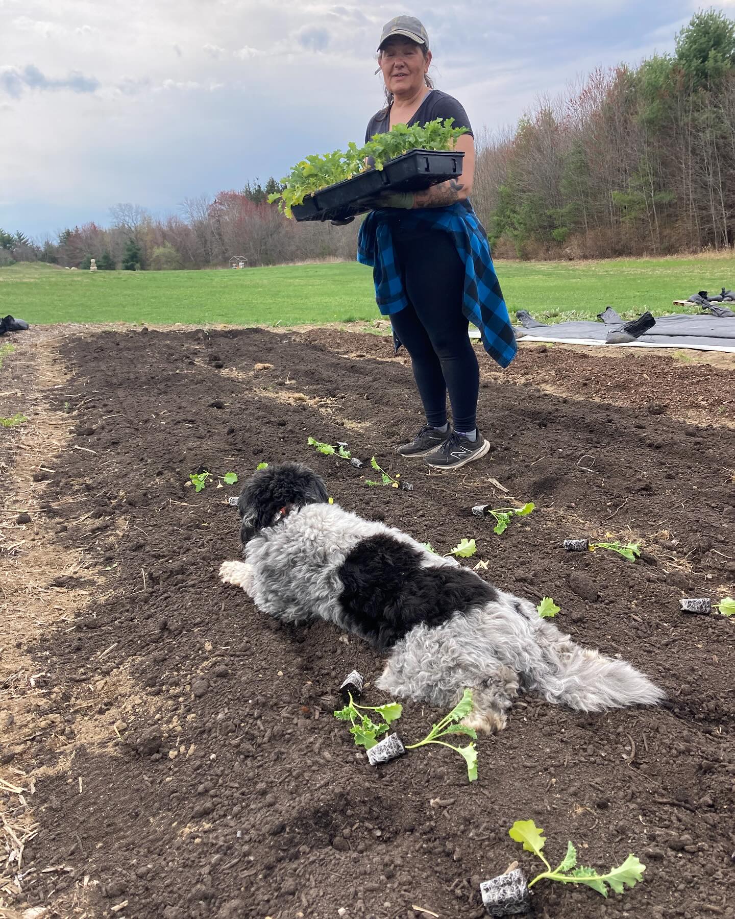 Farm dog life. Always helping. ❤️🌱