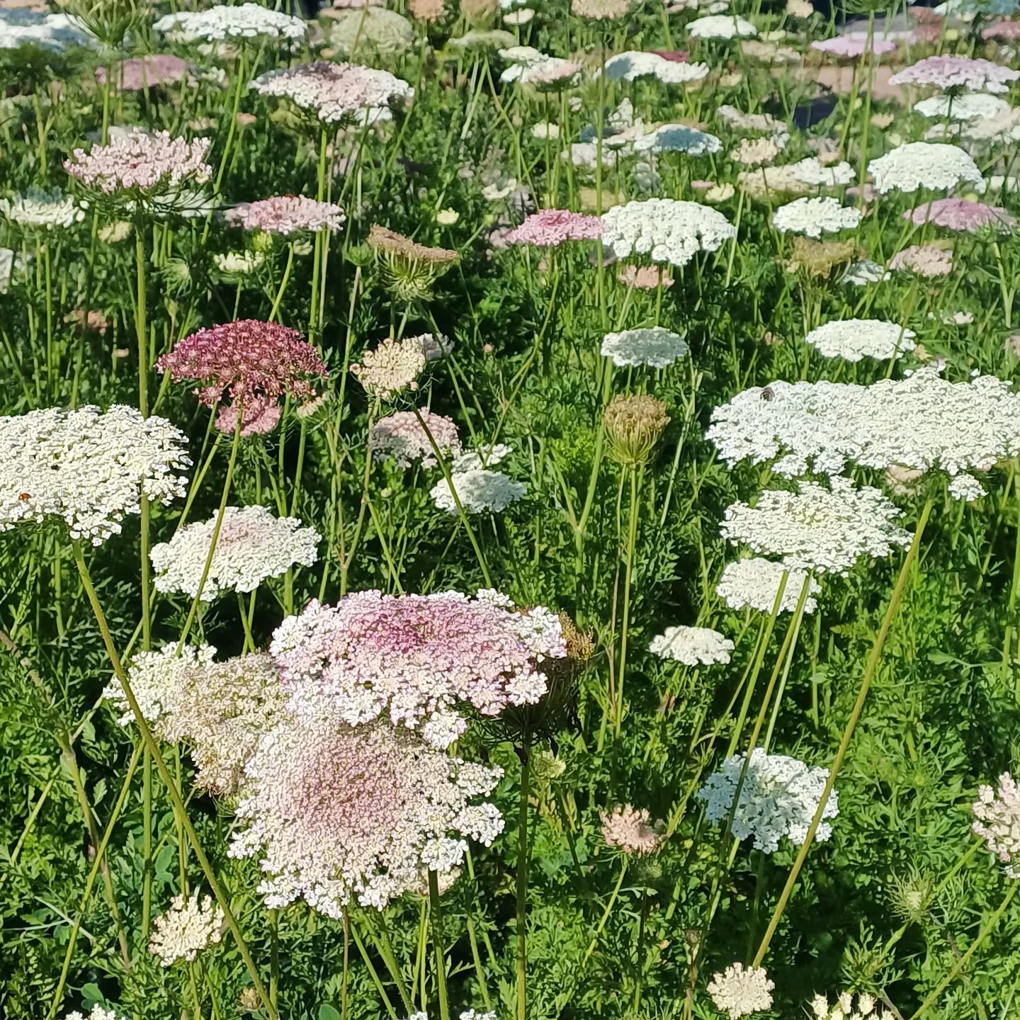 A soul enriching morning @Hazendal wine estate with Queen Anne's lace flowers as the best treat ever