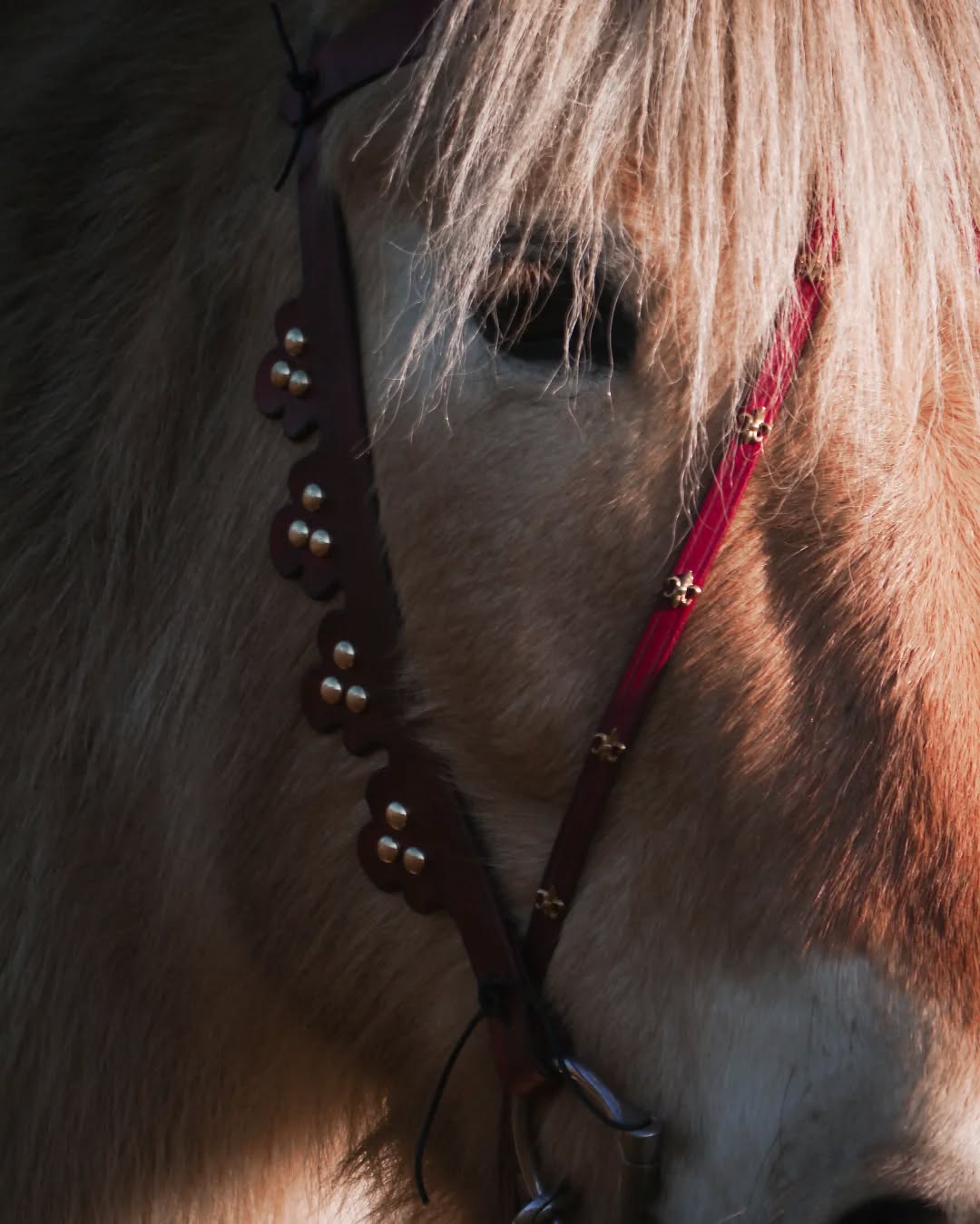 15e eeuws geïnspireerd hoofdstel met bakstukken in halve bloemvorm in Bodeaux rood & decoratieve rivetten in messing.
Kleur en ornament waren in de late middeleeuwen een belangrijke vorm van expressie en werden dan ook rijkelijk gebruikt bij het uitdrukken van status en toewijding aan religie.
🔴 Rood - stond voor kracht, passie, vastberadenheid
⚜️ Bloemmotieven - waren alomtegenwoordig in middeleewse ornamentarie, vaak verwezen ze naar Maria of belangrijke machtspersonen. Denk bijvoorbeeld aan Margrieten die symbool stonden voor Margaretha van Malen, of de Franse Fleur-de-lis gelinkt aan Maria, zuiverheid en de heilige 3-vuldigheid.
#handmade #history #15thcenturyreenactment #horsetack #handmade #atelierbyerica #paardentuigopmaat #medievalinspired