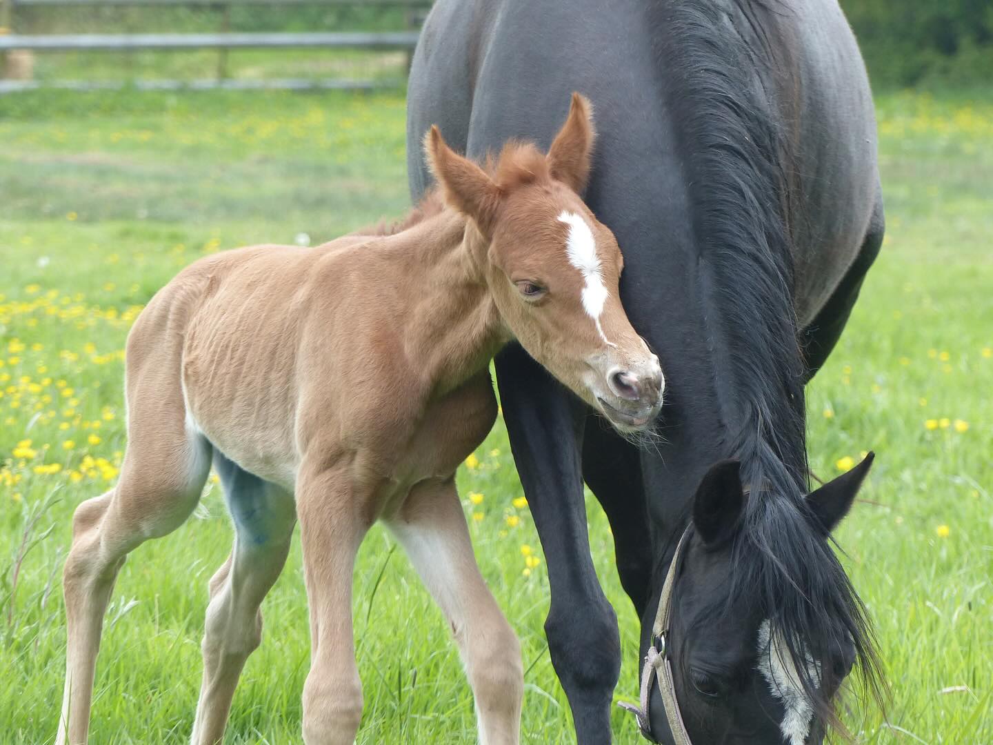 PrettyGirl de JIMA découvre les premières joies des prés 🌱✨
📸 @ma_grosset @annabel_strub
#avendre #chevalavendre #horse #equine #calvados
#equestrian #horselove #horseoftheday #elevage #co
#horsejumping #cheval #horsesalefrance #jumpinghorse #cce #dressagehorse #sale #annonce #equitation #ecurie #chevaldesport #poulain #foal #poneydesport #pony #poney #ponies