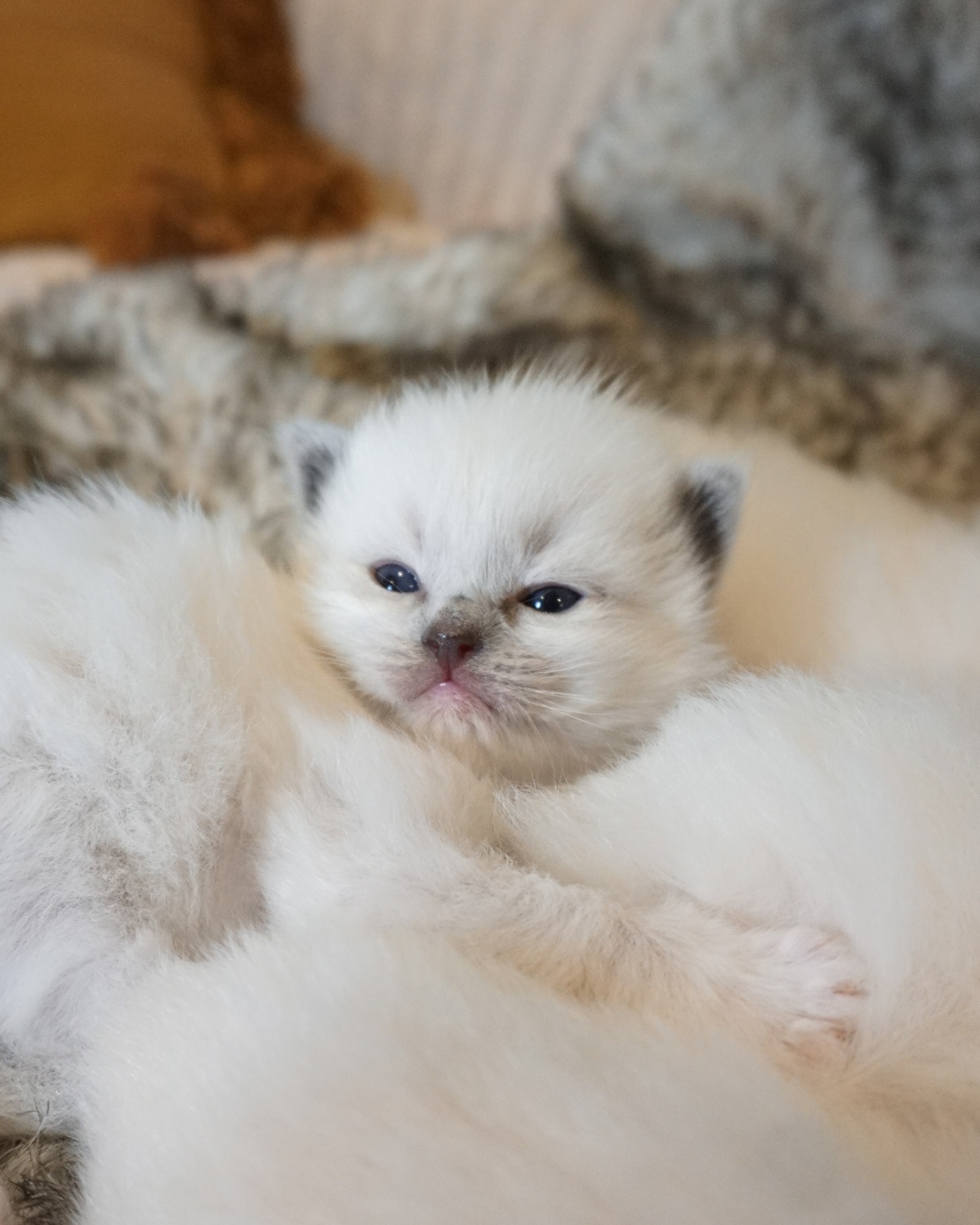 Nami’s babies 🩷
www.purrsace.com
Purrsace Ragdolls
GCCFV registered breeder
Source# RB10973
#ragdollsofinstagram #ragdollbreeder #catsofmelbourne #catsofinstagram #catsofaustralia #ragdollsofaustralia #ragdollsofmelbourne #ragdollcat #catloversworld #kittenstagram #catofday #catsdoingthings #dogsandcats #catphotography