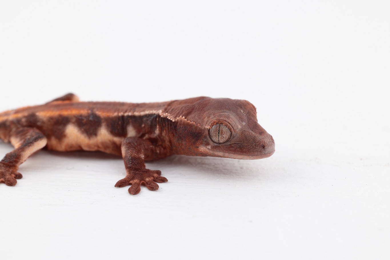 Our first LW ChoCho! This stunner proved out a 50% possible het for us here, and looks absolutely incredible right out of the egg. This one is from Bloodbath x Seraphim, and hasn’t even had the first shed yet! So excited to see what’s to come.
#lwchocho #chocho #chochocrestedgecko #redcrestedgecko