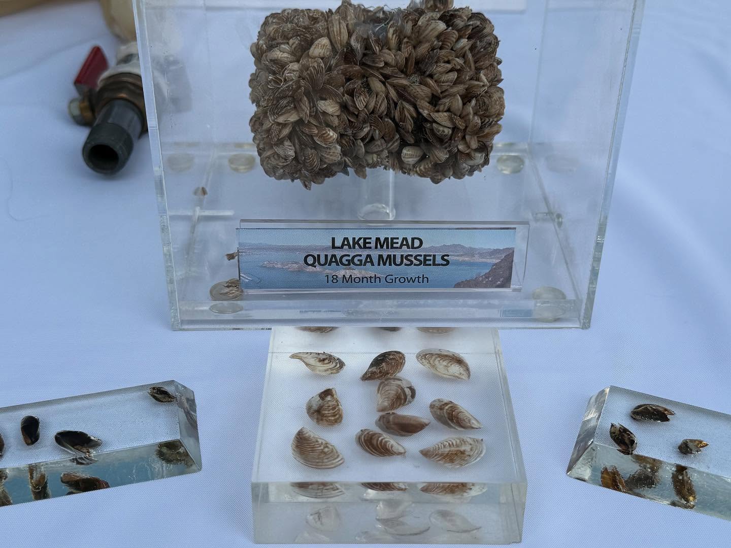 Come see Captain at the Earth Day Festival in Santa Rosa today! We are always proud to represent with @sonoma_water