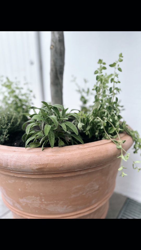 Spring has officially arrived and the weather couldn’t be better for garden transformations! 🌸🌿
We’ve just completed a fresh planting project at one of our client’s properties — making the most of this beautiful season to add structure, greenery, and charm to their outdoor space.
Whether you want to enjoy your garden with family or simply relax outdoors, this is the perfect time to bring your landscape to life.
Swipe through to see the full process!
👉 Contact us through our website: www.thechelsealandscapegardener.com
.
.
.
.
.
.
.
.
.
#SpringPlanting #GardenTransformation #OutdoorLiving #london #chelseahomes #chelsea #putney #fulham #gardenmaintenance #claphamcommon #southkensington #Clapham #UKGardens #LandscapeDesign #GardenInspo #GreenSpaces #GardenLovers #ModernLandscaping #GardenCare #SpringVibes