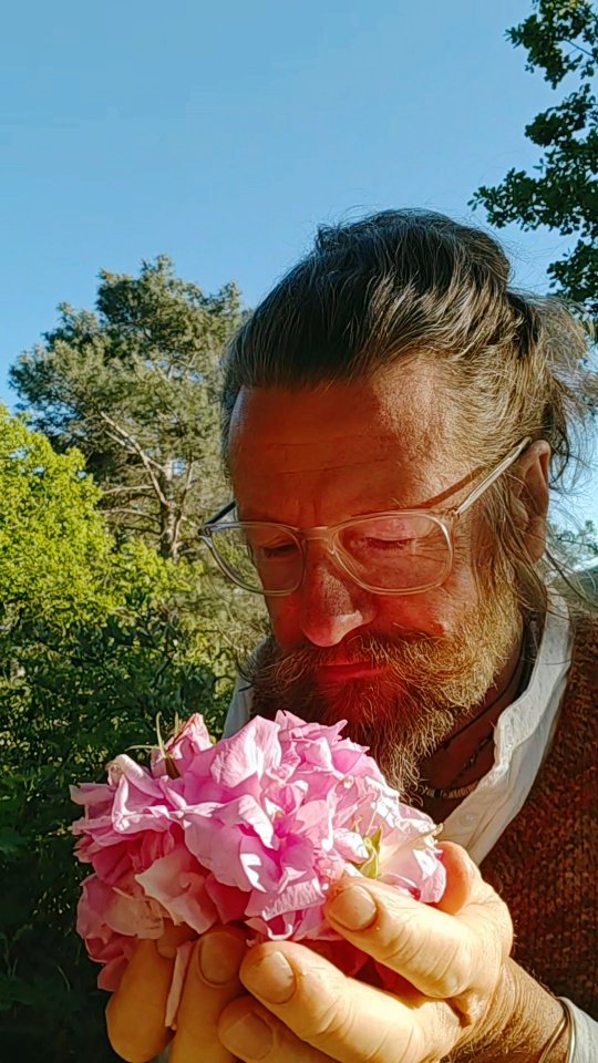 Damask rose picking on a beautiful 1st of May.
#shariniparfumsnaturels #naturalperfume #parfumnaturel #naturalfragrance #roseharvest #damaskrose #rosadamascena