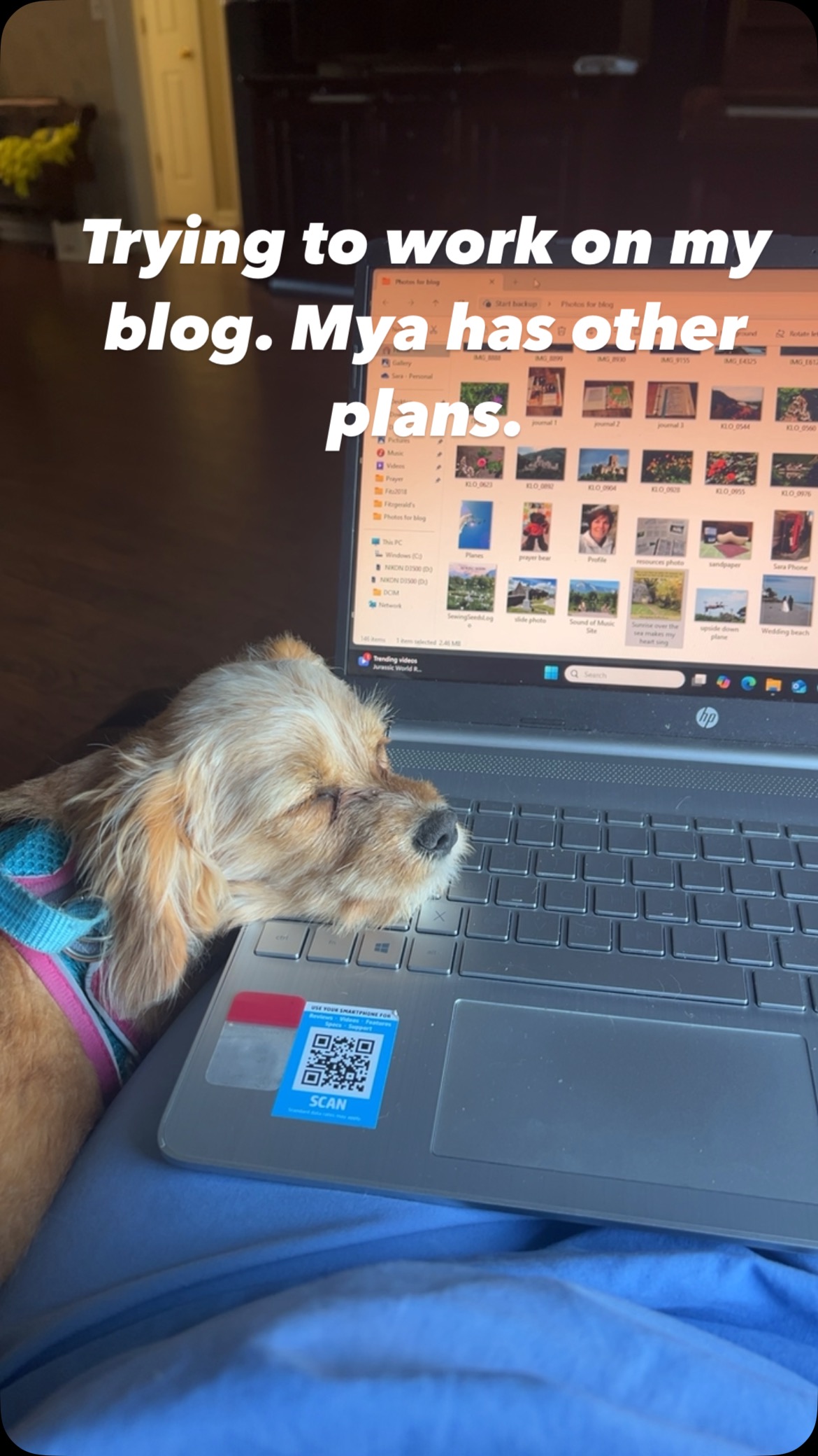 #sewingseedsforoursavior #doglife