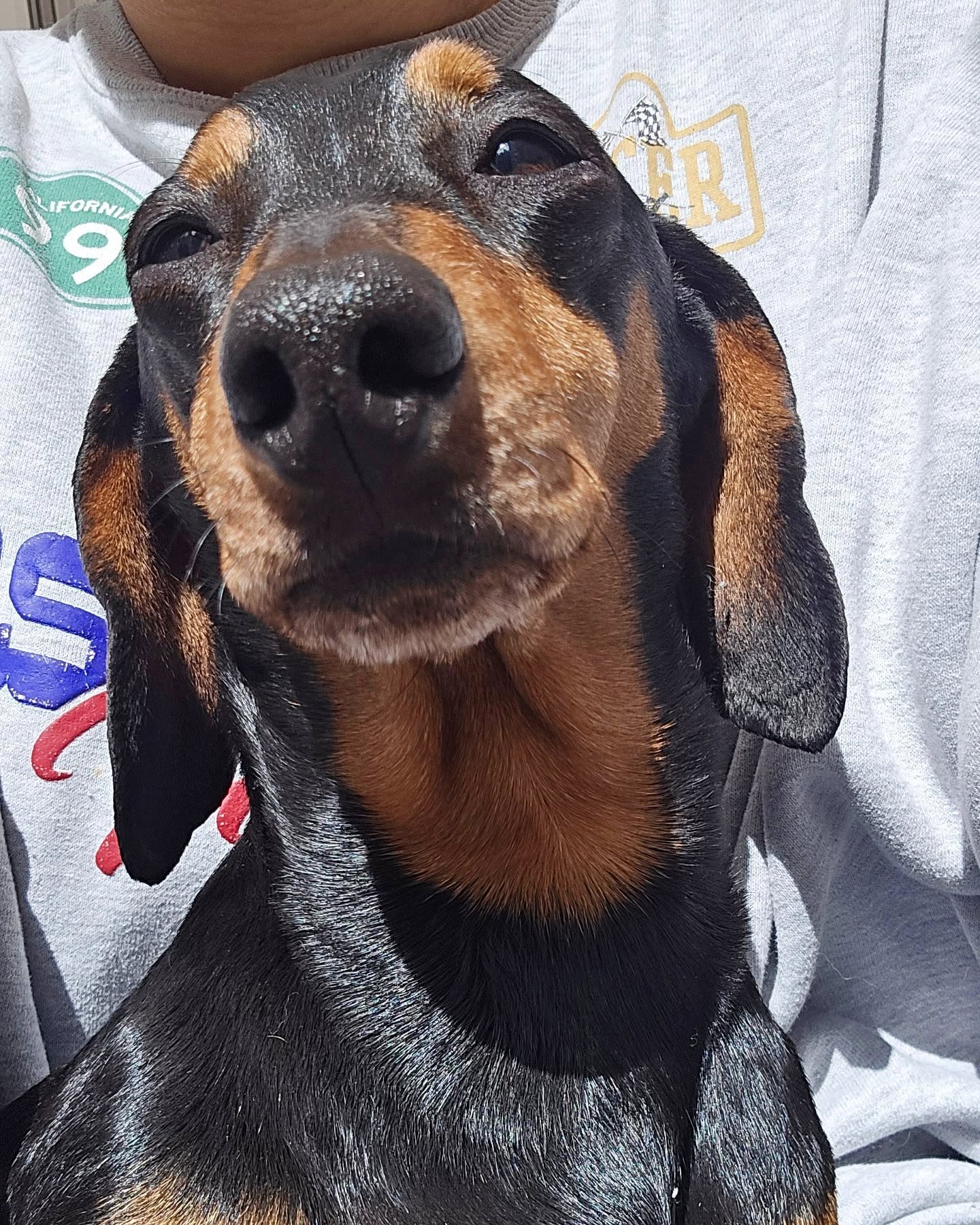 A few sunshine snuggles from Chip - he's so sweet 🍟💛
#dachshund #dachshundoftheday #picoftheday #cute #dog #pup #photooftheday #dogoftheday #dogsofinstagram #dogsitter #dogwalker #dogtrainer #doglover #dogwalk #dogwalker #wigglewaggles