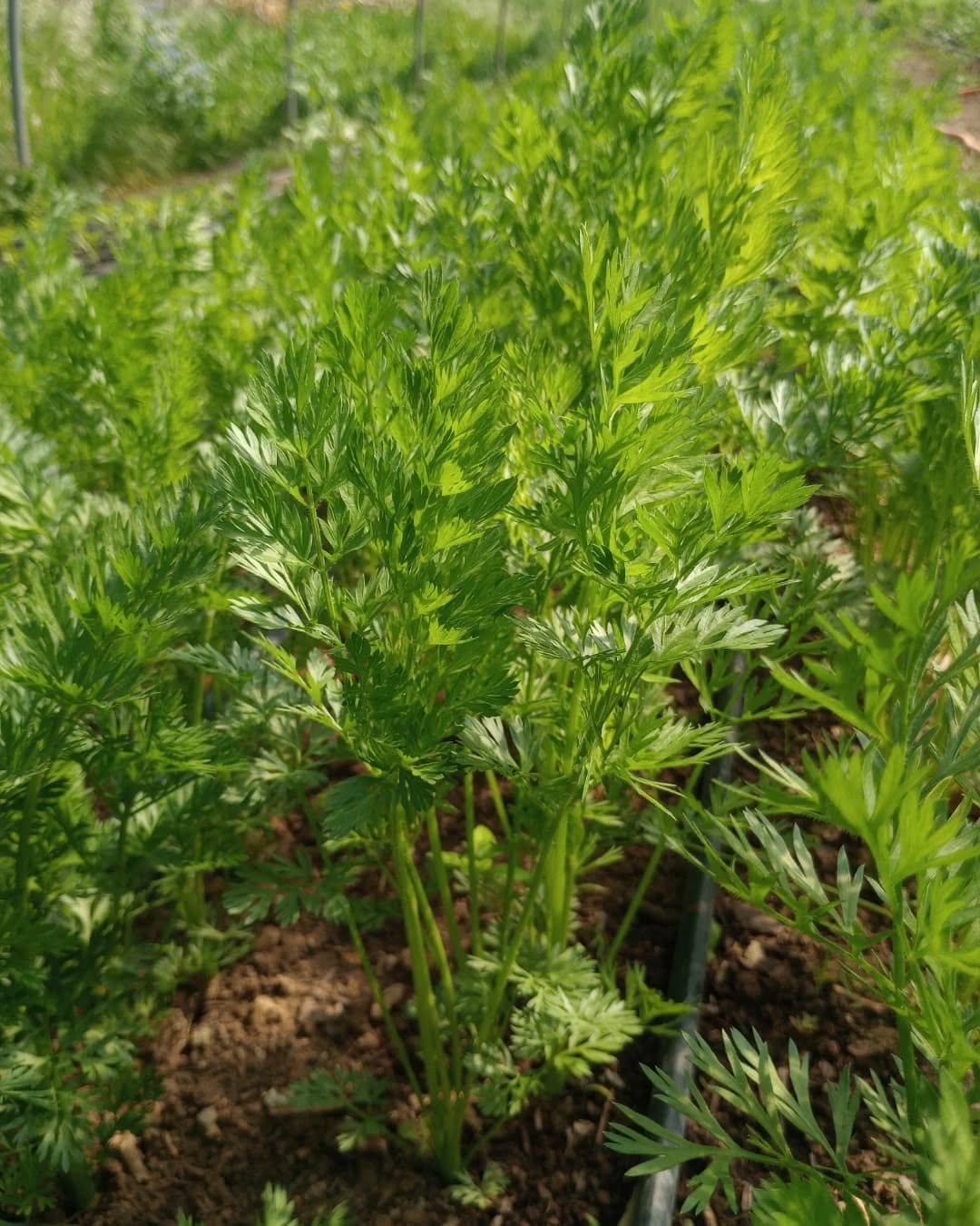 Warmer Frühling auf dem Acker☀️🌿 Die Karotten, Salate, Zwiebeln und co. wachsen, und die mediterranen Kräuter freuen sich über das Wetter. Noch viel wird gepflanzt, nächste Woche sind z.B. Lauch und verschiedene Blumen dran:)
Wer sich über frisches Grünzeug freuen würde kann sich jetzt noch für diese Saison anmelden, wir haben noch freie Ernteanteile. Sprich uns an oder melde dich direkt auf unserer Website an 🌱