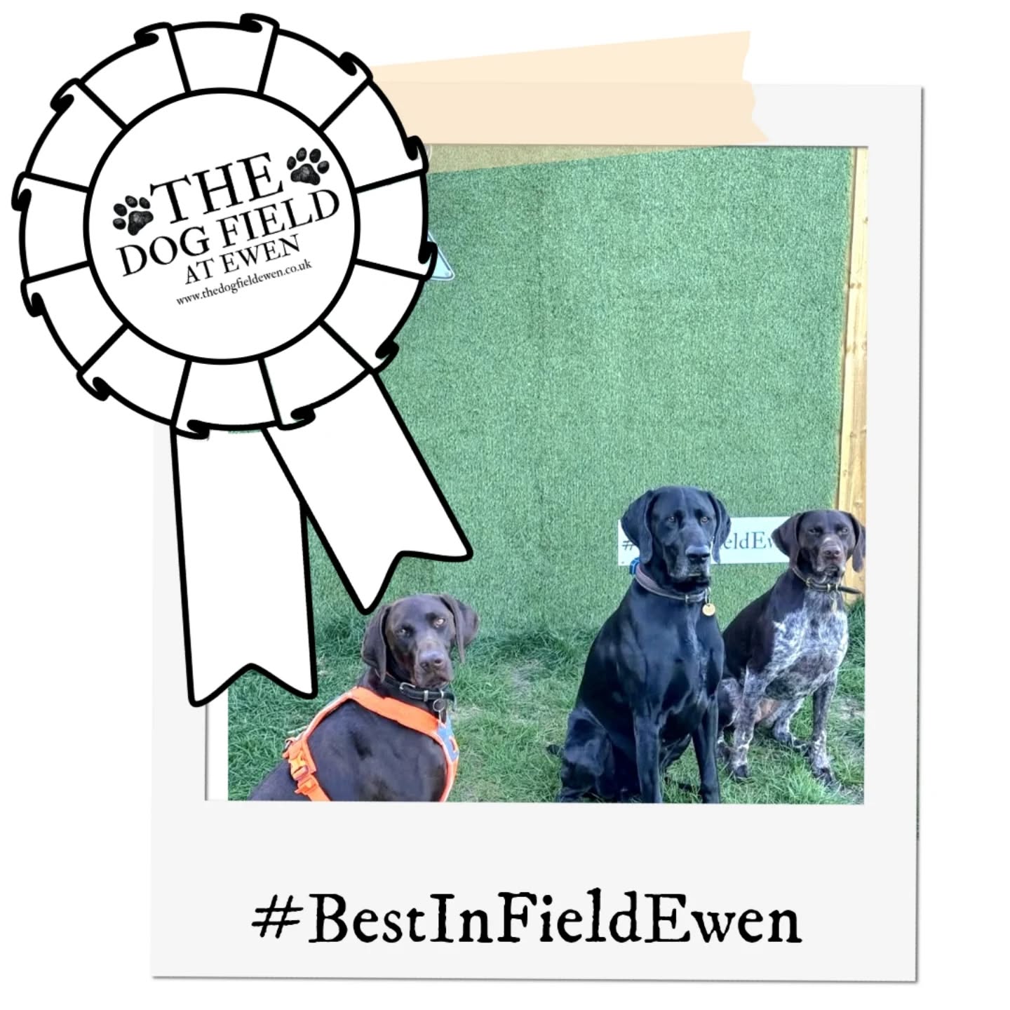 Congratulations to @gspointer_pals — our April #BestInFieldEwen winner!
They entered the competition less than an hour after we got the competition wall up, and just look at that lineup — getting three dogs to pose like that is no small feat!
Don’t worry if you weren’t picked this time. We’ll keep all entries on a rolling basis, so yours could still be chosen next month. Keep tagging us for more entries!
#bestinfieldewen #dogfield #dogwalking