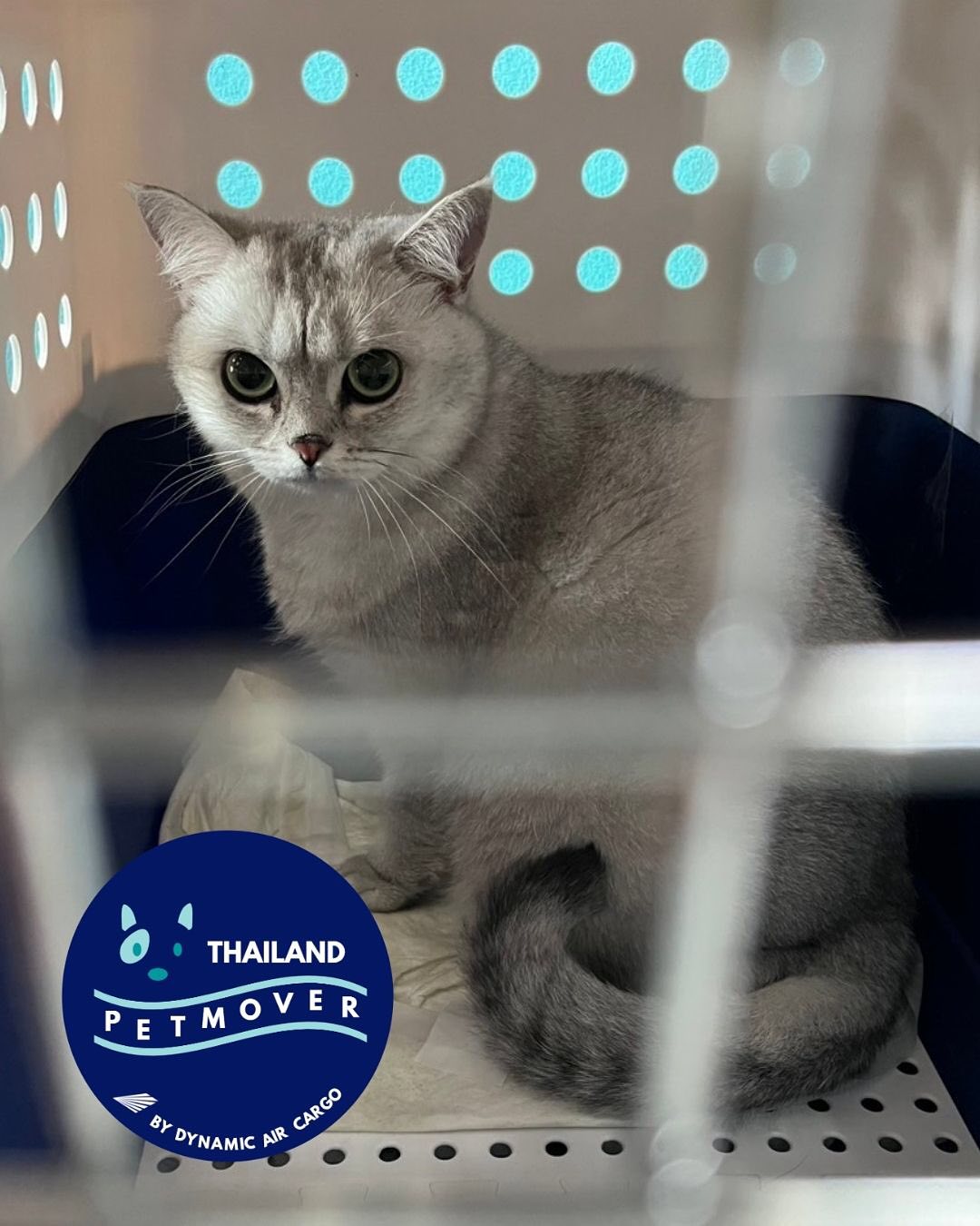 🇩🇪 🛬 🇹🇭
Siblings Yuki and Oreo arrived safely in Bangkok from Berlin, Germany 😊 We hope you are enjoying your new home in Thailand!
——————————————————
🐶 Thailand Pet Mover
🐱 Where Pet Lover Meets Pet Mover
🐰 Inquire via LINE: @thailandpetmover
🐯 Or Email: service@dynamicaircargo.com
🐹 Our DMs are not monitored
🐷 A trade mark service managed by Dynamic Air Cargo, a member of IPATA and IATA.
——————————————————
Please make sure you contact direct to our customer service team
#bangkok #traveller #importer #exporters #animals #thailandpetmover #petrelocationservices #petrelocation
#animallovers #pet #petmoverthailand #petshipping #dynamicaircargo #thailandpetrelocation #petrelocationthailand
#worldwideshipping #petmover #petlover #cats #doglover #ขนส่งสัตว์เลี้ยงไปต่างประเทศ #หมา #แมว #ขนส่งสัตว์เลี้ยง #doglovers #dogs #pets #petboarding