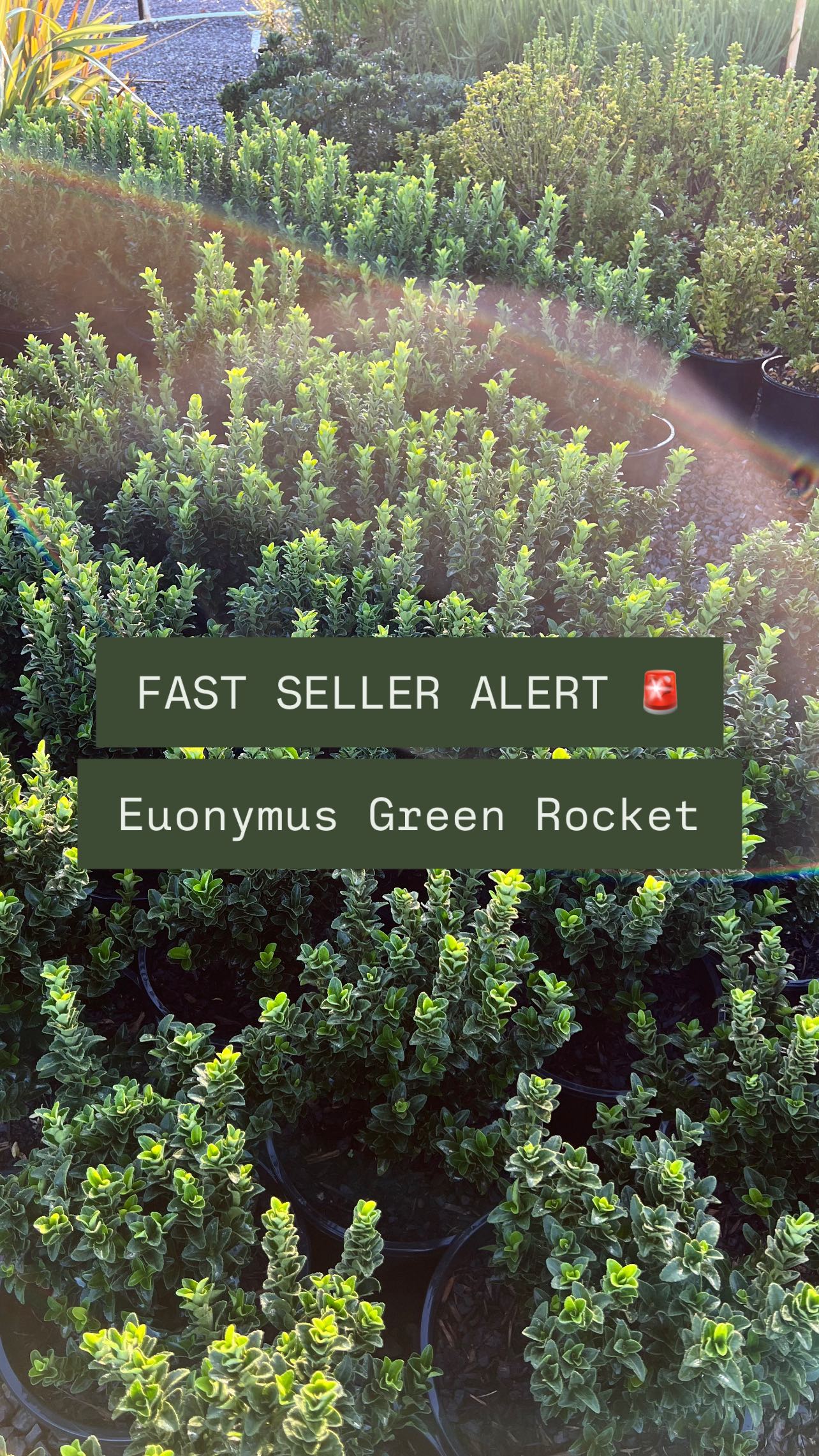 Fast seller alert!!!🚨 Euonymus Green Rockets are a classic for a reason!! Get yours today at Bundameer! 💚
Ps… did we say ‘Euonymus’ right?!? 🤣
.
.
.
.
#wholesalenurseryaustralia #wholesaleplants #morningtonpeninsula #australianlandscaping #gardeningaustralia