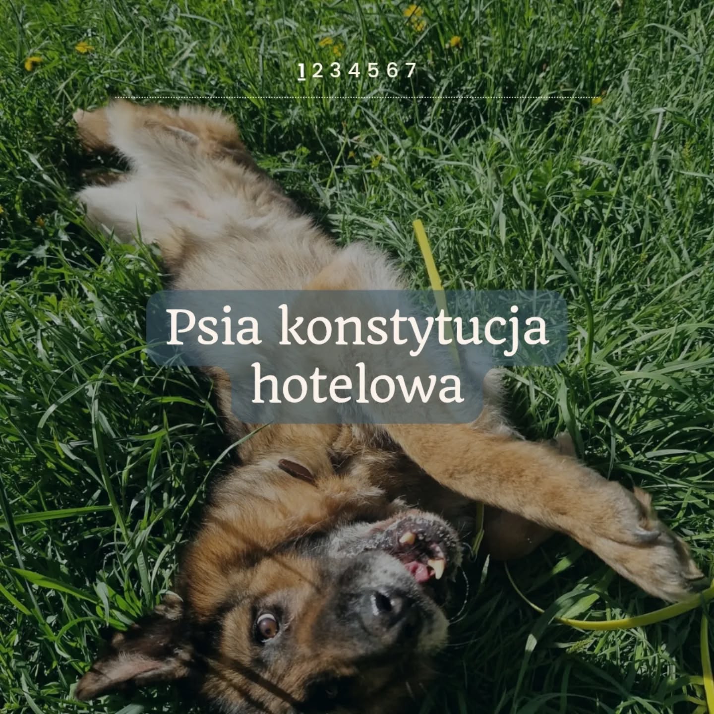 Dziś Święto Konstytucji 3 Maja.
A my — zamiast o państwowych ustawach — opowiadamy o tych, które obowiązują w naszym hotelu. Nie są zapisane na pergaminie, ale każdy pies je odczuwa.
To zasady, które dają psom spokój, przewidywalność i poczucie bezpieczeństwa. Niektóre są poważne, inne z przymrużeniem oka. Wszystkie – sprawdzone w praktyce.
Bo u nas każdy pies ma swoje prawa.
A my dbamy, by były respektowane.
Przesuń w bok i poznaj naszą hotelową „konstytucję”!
A potem daj znać — co dopisałby Twój pies?
#hoteldlapsów #merdumerdu #pieswhotelu #psiakomfort #psiawolność #czasnapsa #psianiania #psihotel #warszawazpsem #3maja #nowydwormazowiecki