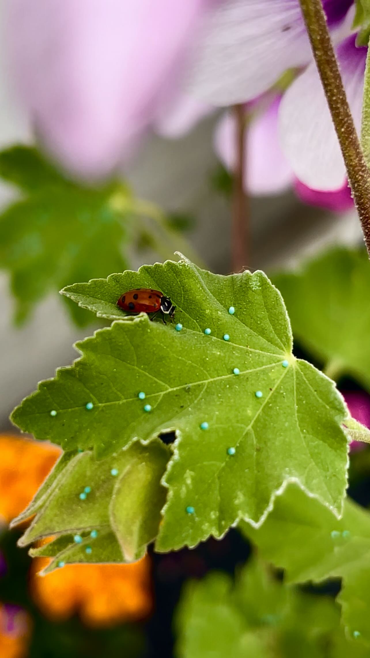 Have you ever seen butterfly eggs up close? Those tiny blue dots arenât just specksâtheyâre the beginning of something magical. Butterfly life starts right here!
#ButterflyEggs #ButterflyLifeCycle #NatureUpClose #PollinatorGarden #MonarchButterfly #PaintedLady #ButterflySanctuary #InsectLovers #BackyardWildlife #Blackborg