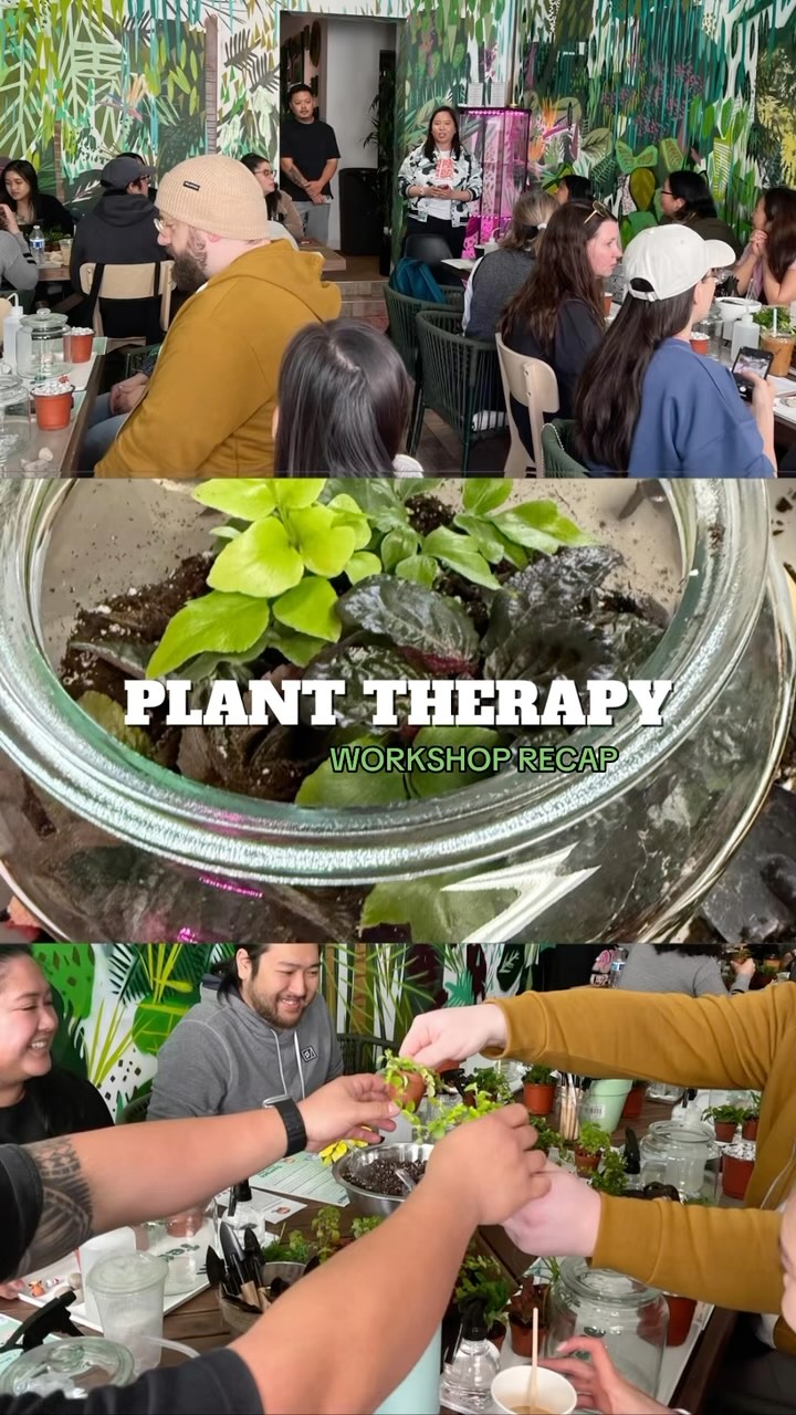 Our Plant Therapy Workshop this past Sunday in collaboration with @terraceplantshop !๐ชด
It was an awesome time learning about how plants can benefit our mental health and building terrariums together โ thank you @terraceplantshop for providing a welcoming space for all, @kirshbakingco for providing the coffee, and for everyone who supported our event!