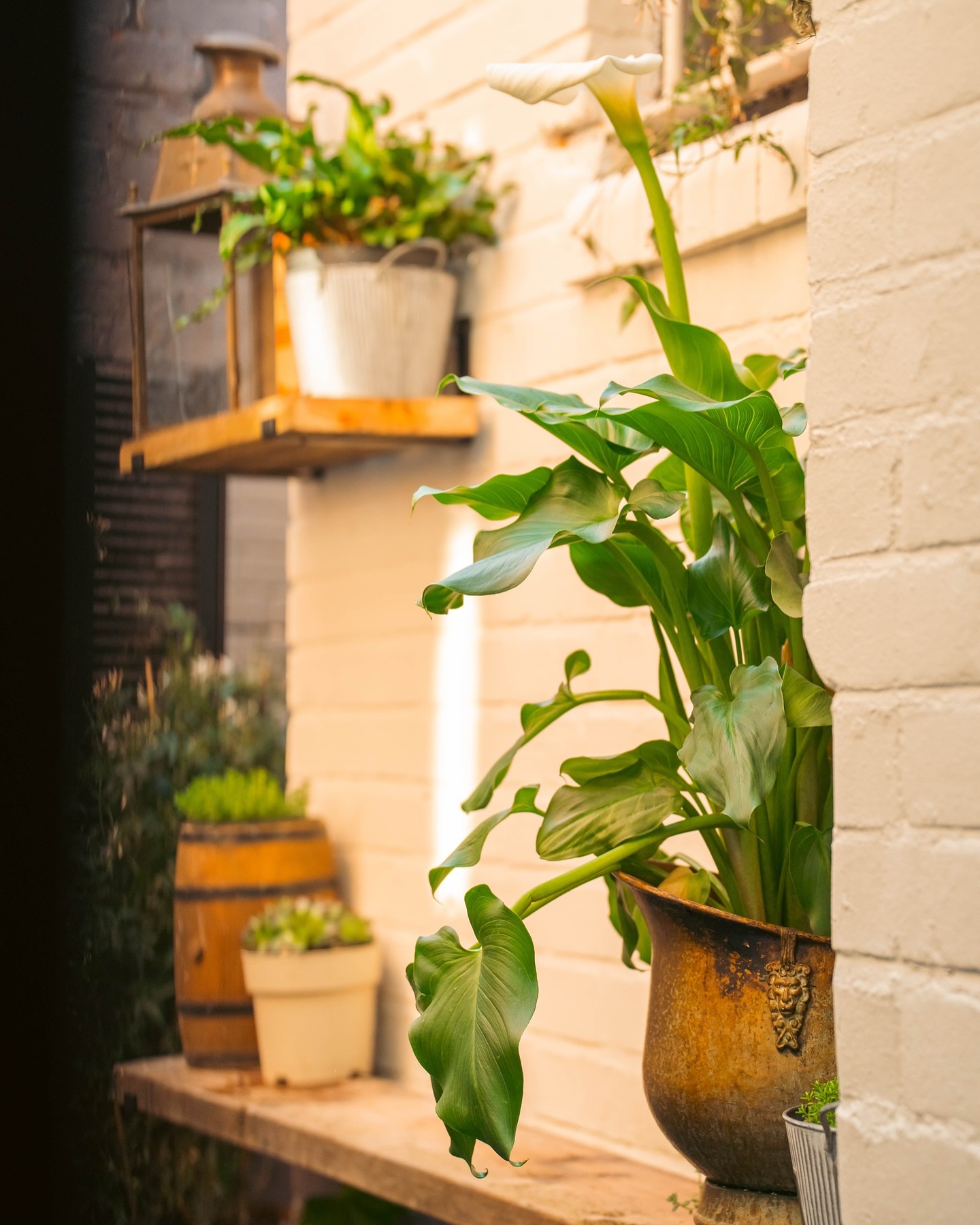 Not all secrets are meant to be shared and our garden is one of them 🌿🍸
Tucked away on Berry Street, you’ll find us serving sunshine, spritzes, and good times all summer long — and trust us, bagging @glastofest tickets will be easier than getting a seat.
🗝️ First come, first served. Legends only.
#BerryAndRye #SecretGarden #SpritzSeason #AperitivoHour #Top500Bars #TinyAlfrescoGarden #Liverpool
