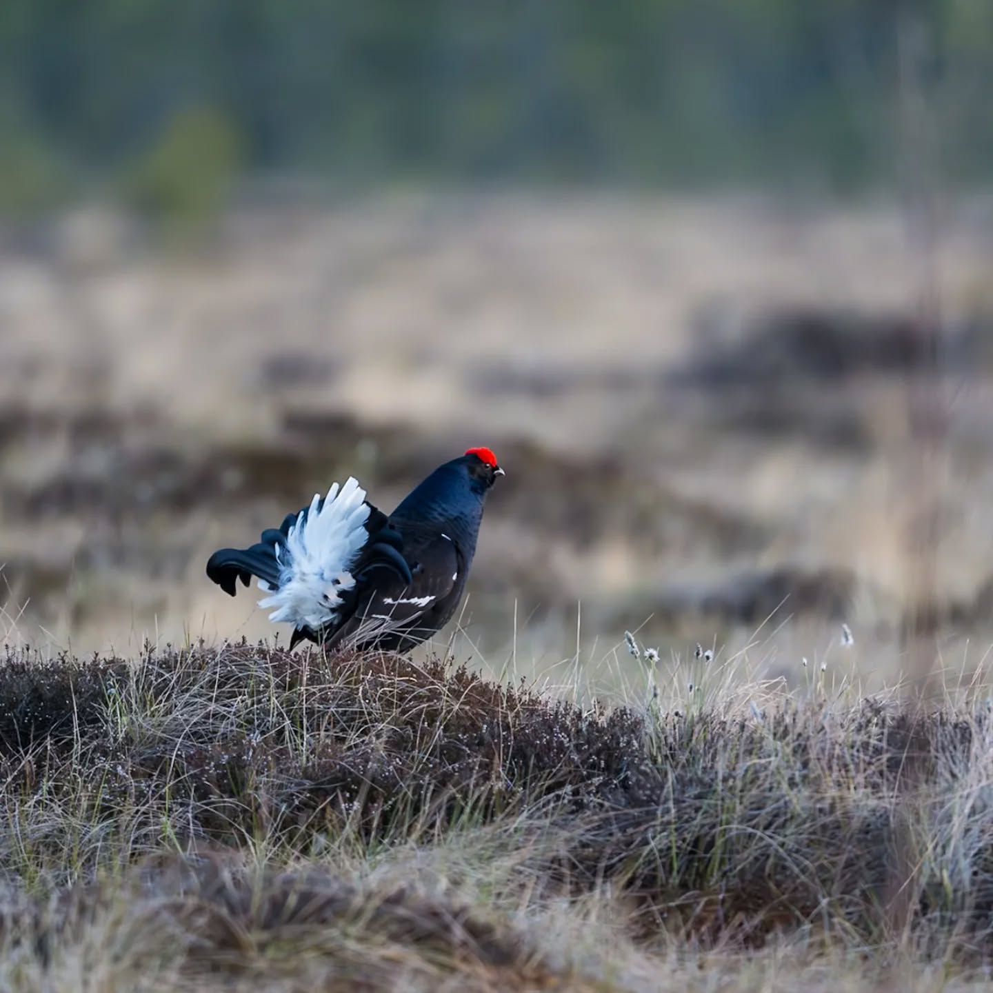 Am I handsome or!
#innature
#innaturephotos
#birdphotography
#orre
#blackgrouse
#blackgrouselek