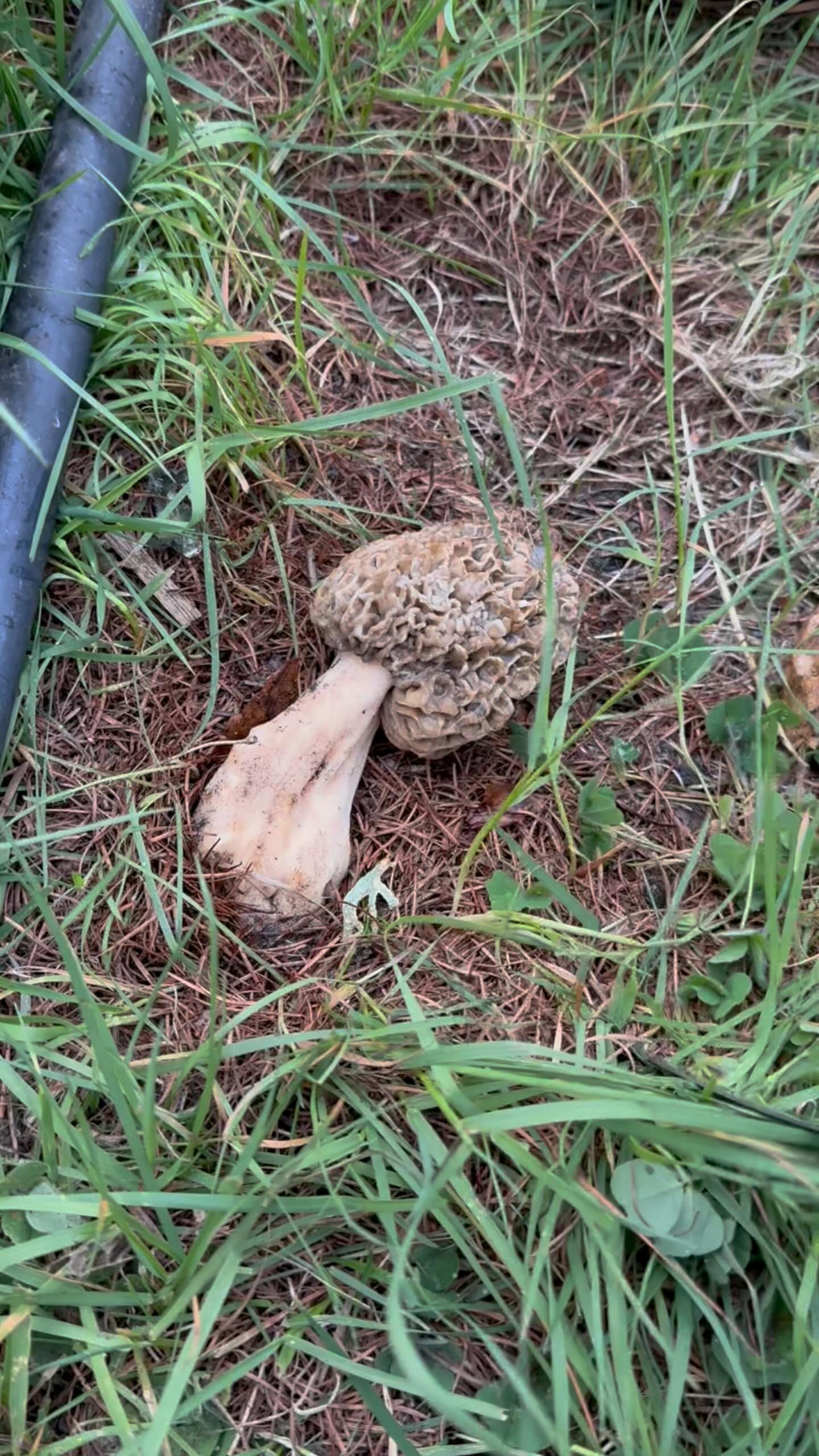 Another Morel magic at @AlpineTruffle orchard today! #alpinetruffle #alpinetruffleorchard #truffletrees #growtruffles #greenhouse #growtruffle #green #morel #spring #morelmushrooms #morelhunting #magicmushrooms