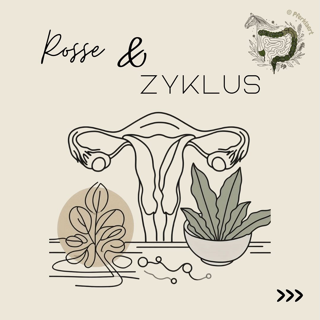 Hast du dich schon einmal gefragt, warum Stuten überhaupt rossig werden? Warum haben sie im Gegensatz zu Frauen keine Menstruation? Und warum tritt die Rosse nicht das ganze Jahr über auf? 🤔
Ich möchte dir darauf heute ein paar Antworten geben. Wenn dich das Thema interessiert, höre gerne in die neue Podcastfolge 🎙️ „016 Rosse|Wissensbissen“ auf Spotify rein (🔗Link in meiner Bio).
💡 Was ist die Rosse?
Die Rosse ist die Phase im Zyklus der Stute, in der sie paarungsbereit ist. Sie tritt vor allem zwischen April-Oktober auf und wird durch die zunehmende Tageslichtlänge gesteuert.
Der natürliche Zyklus wird hormonell gesteuert und ist mit körperlichen Erscheinungen sowie Änderungen des Verhaltens verbunden.
Typische Anzeichen für die Rosse:
✔️ Anheben/Beiseitelegen des Schweifs
✔️ Häufiges Absetzen kleiner Mengen von mit Schleim vermischtem Harn (Pheromone werden freigesetzt)
✔️ Sichtbarwerden der äußeren weiblichen Geschlechtsorgane durch Kontraktion der Klitmuskulatur
✔️ In gemischten Gruppen können rossige Stuten Wallache bedrängen
✔️ Anhänglichkeit oder Reizbarkeit
✔️ Veränderungen in der Rittigkeit, klemmiges Laufen
✔️ Veränderung im Fressverhalten
✔️ Leistungsbereitschaft kann schwanken, mit verminderter Konzentration und Motivation
👉🏻Also ein bisschen so, wie bei uns Menschen!
🔍Stuten sind saisonal polyöstrisch, was bedeutet, dass sie mehrere Zyklen während der Hauptmonate durchlaufen, gefolgt von einer „Winterruhe“. Die zyklische Aktivität der Eierstöcke hängt von der Tageslichtlänge ab. Im Durchschnitt dauert der Fruchtbarkeitszyklus der Stute etwa 21-22 Tage und gliedert sich in zwei Hauptphasen: den Östrus und den Diöstrus.
👉🏻Östrus (Hauptrosse): Diese Phase dauert ungefähr 5-7 Tage (kann zwischen 2-12 Tagen schwanken) und ist die für uns sichtbare Phase der Paarungsbereitschaft. Währenddessen reifen in den Eierstockfollikeln Eizellen heran. Das Gewebe der Eibläschen bildet das weibliche Geschlechtshormon Östrogen, das die äußeren Rossesymptome ausprägt und den Aufbau der Gebärmutterschleimhaut fördert.
⬇️ in den Kommentaren geht es weiter⬇️