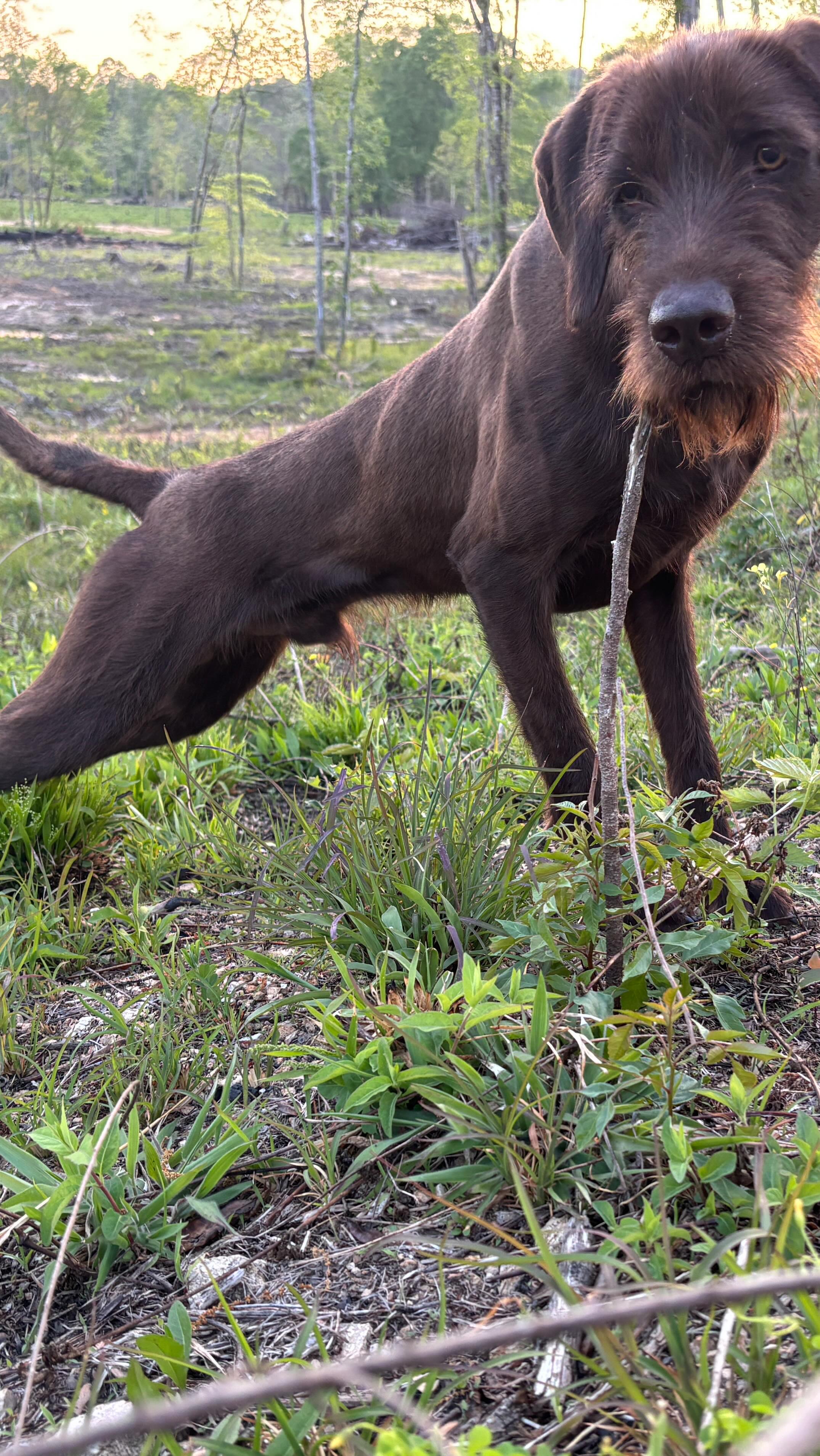 Watch one of the final sessions with Aspen before his hand-off. He’s ready 💥
.
.
.
#schillingsgundogs #schillingsgundogstraining #sgdtraining
#uplanddogtraining #uplanddogtrainer
#gundogtraining #gundog #birddogtraining #birddog #retriever #retrievertraining
#guidedhunts