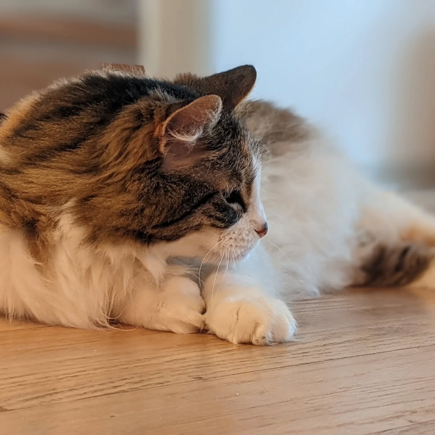 On Monday, I said goodbye to Phoebe after 17 years, 10 address changes, 6 states, and 2 doggy brothers.
Phoebe was pure love in calico form. She adored people and let them know with her extreme purring and headbutts. She loved catnip toys, Christmas trees, turkey leftovers, and sun-drenched naps. She cheated death more times than I can count—it almost feels impossible that she's really gone. But at 22, after living so many lives, she passed peacefully in her sleep, in her favorite home.
Rest well, sweet girl. Thank you for loving me through everything. You were the best.
💔 1.1.2003(?) - 4.28.2025🌈
#rainbowbridge🌈 #seniorcatlove #foreverlove #calicoqueen #calicocat #rescuecatlife #goodbyesweetgirl #purringinpeace #oldladycat #petlosssupport #catsofinstagram
#heartcat #thankyouphoebe
