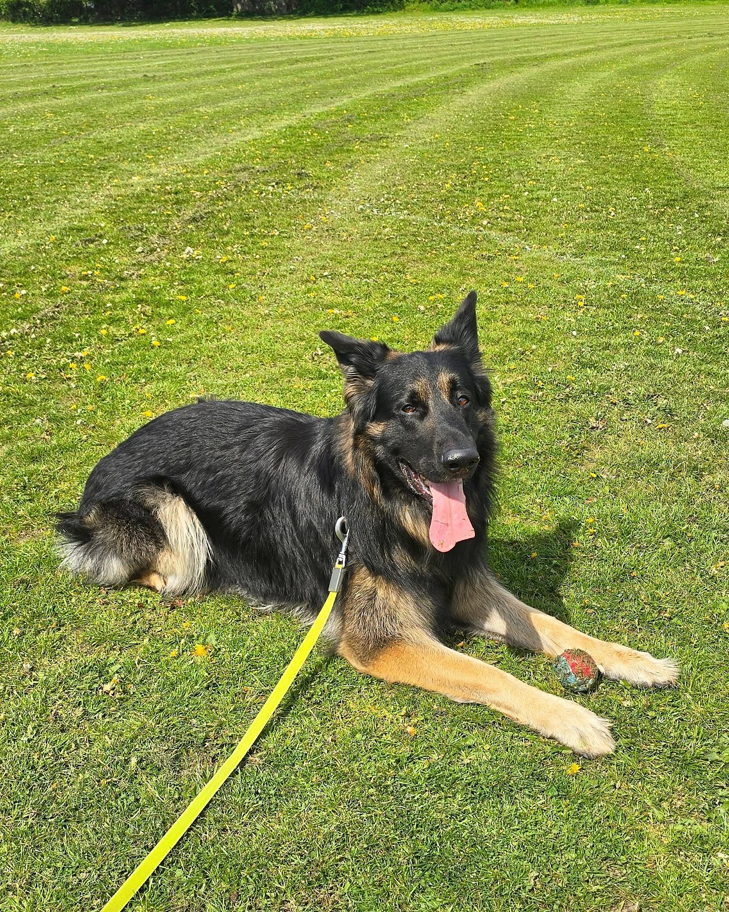 Beautiful weather for walkies with @kingelvisgsd 🤍🖤
#gsdofinstagram #gsd #gsdlove #germanshepherd #picoftheday #photooftheday #dogoftheday #dogsofinstagram #doggo #wigglewaggles #dogwalker #doglover #dogwalk #dogsitter #dogtrainer #dogtraining #cute #puppy