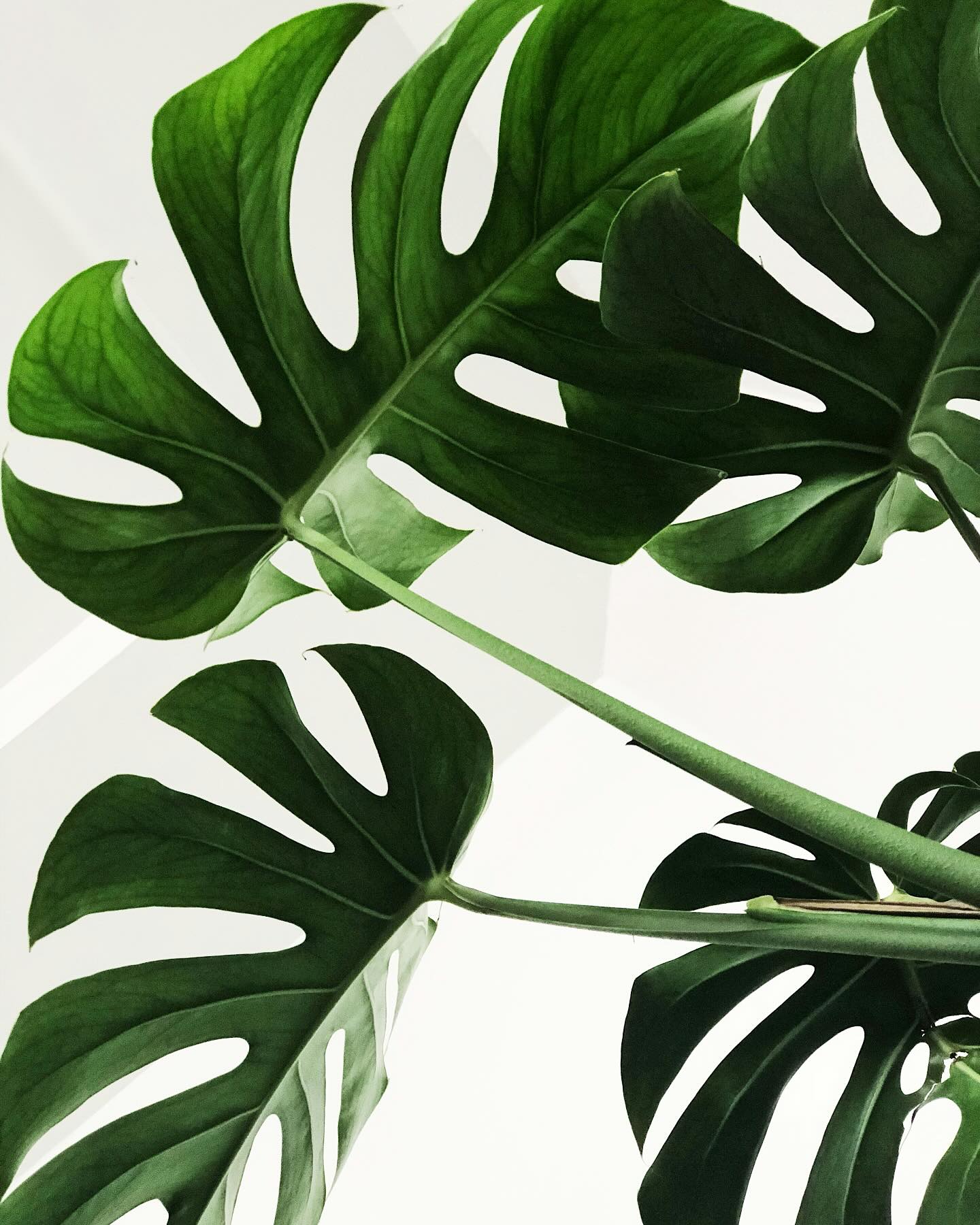 🌿 Don’t overlook the power of plants when preparing your home for sale. It’s not just about cleaning and decluttering — it’s about creating a feeling, and plants can play a major role.
- Studies show that indoor plants can boost mood and reduce feelings of stress
- Greenery creates a sense of calm, vitality, and life — exactly what buyers want to feel when they walk through the door
- Even just seeing a plant in a room can improve memory retention and cognitive performance
Some of the best low-maintenance plants for incorporating into your home include:
🌱 Snake Plant
🌱 ZZ Plant
🌱 Pothos
🌱 Peace Lily
🌱 Rubber Plant
Pro tip: Keep it simple. 1–2 plants per room are plenty to create a sense of serenity and livability. Think tidy, healthy, and minimal — and less overgrown jungle vibes.
🌸 If you’re looking to spruce up the exterior of your space and add some “curb appeal” check out @phoenixperennials for their incredible selection of plants - it’s a worthy destination for a stroll through their beautiful grounds!